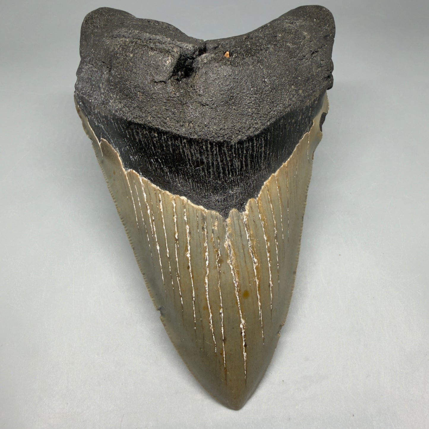 Front View Colorful, serrated, lower 5.44" Authentic Megalodon Tooth – North Carolina Fossil | Carcharocles megalodon CM6455 - 1