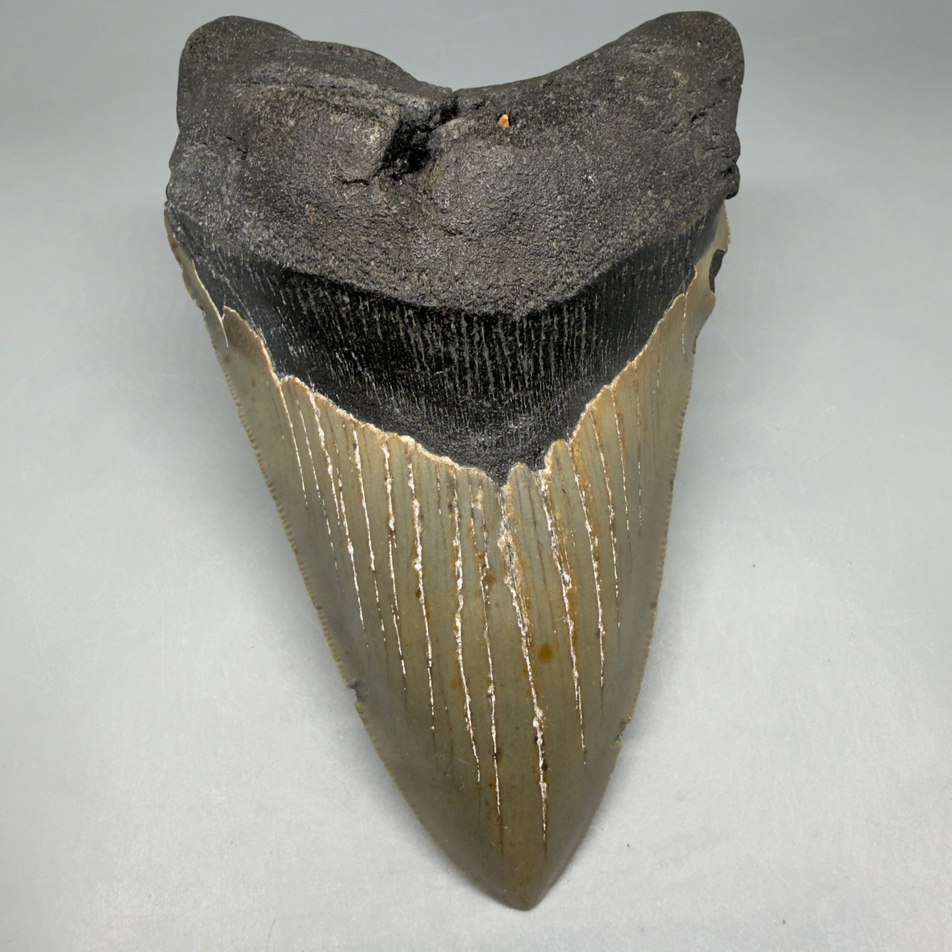 Front View Colorful, serrated, lower 5.44" Authentic Megalodon Tooth – North Carolina Fossil | Carcharocles megalodon CM6455 - 1