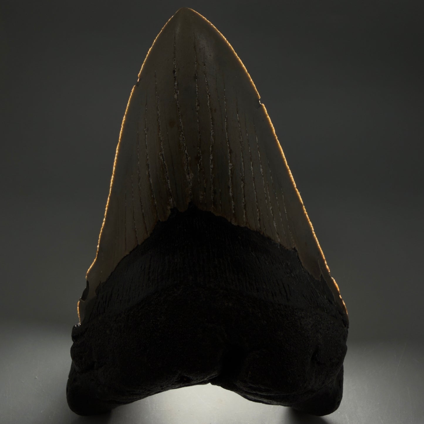 Front View Colorful, serrated, lower 5.44" Authentic Megalodon Tooth – North Carolina Fossil | Carcharocles megalodon CM6455 - 2