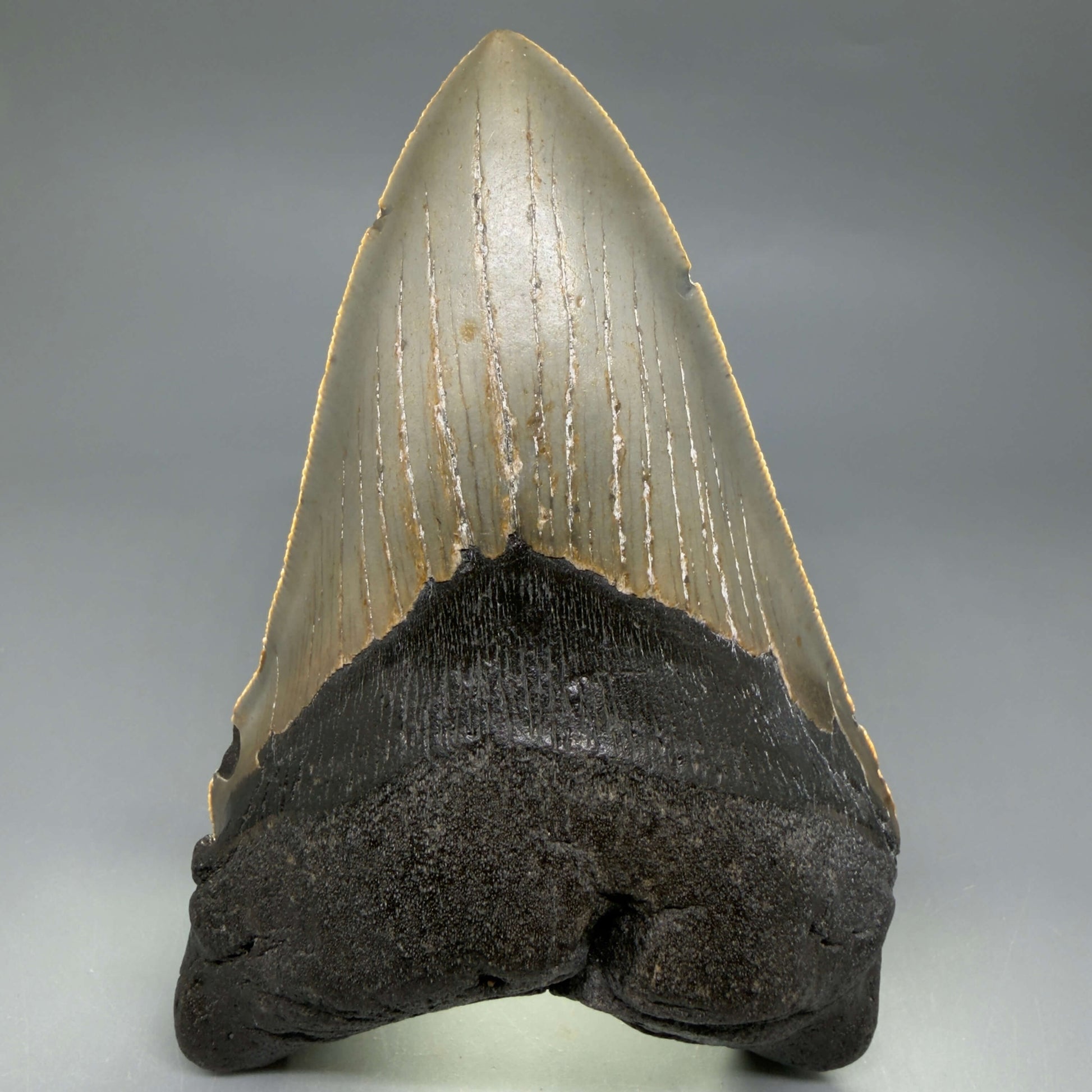 Front View Colorful, serrated, lower 5.44" Authentic Megalodon Tooth – North Carolina Fossil | Carcharocles megalodon CM6455 - 3