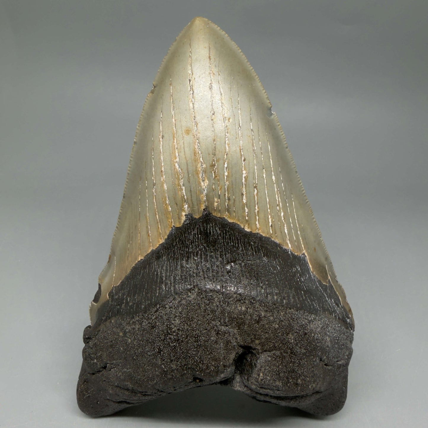 Front View Colorful, serrated, lower 5.44" Authentic Megalodon Tooth – North Carolina Fossil | Carcharocles megalodon CM6455