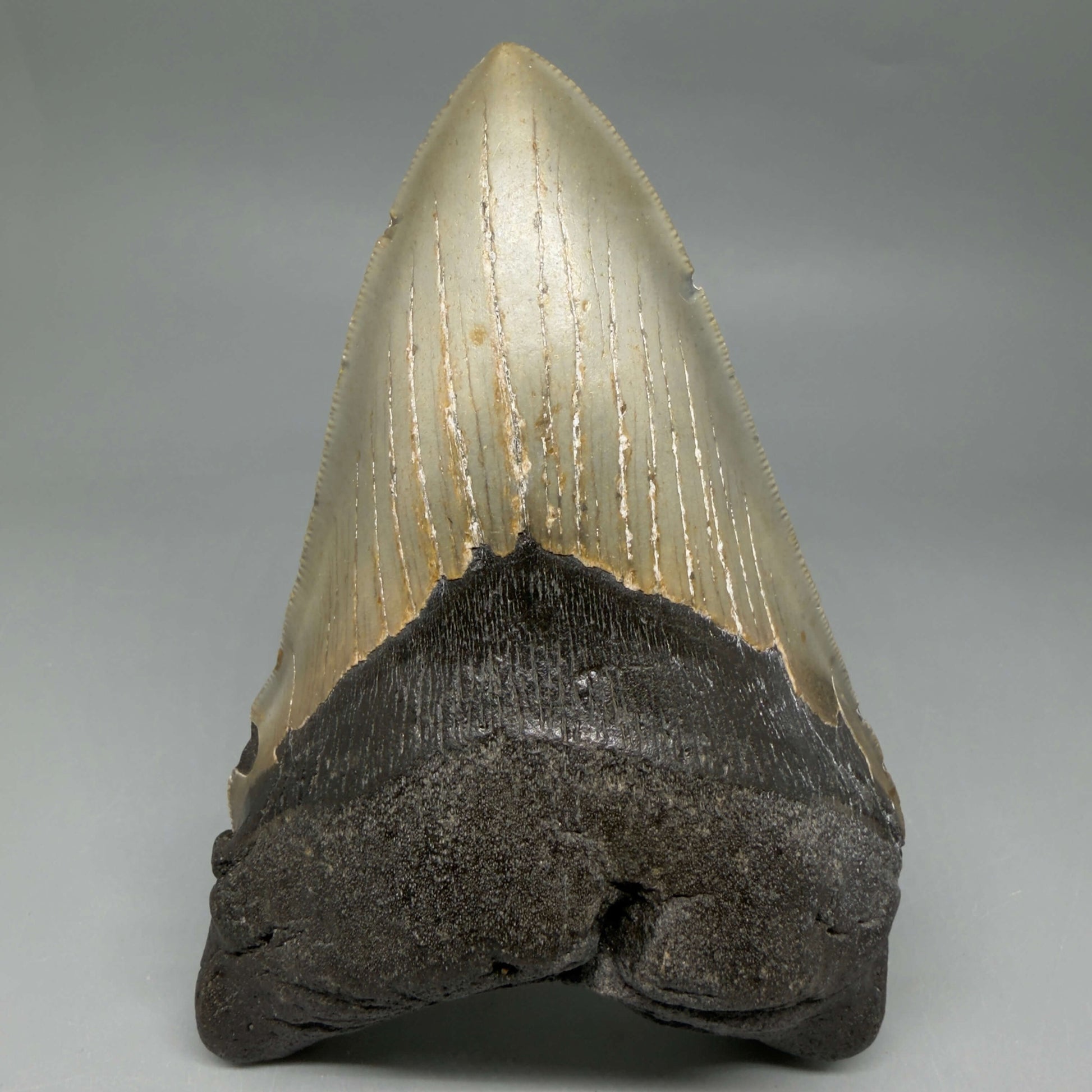 Front View Colorful, serrated, lower 5.44" Authentic Megalodon Tooth – North Carolina Fossil | Carcharocles megalodon CM6455