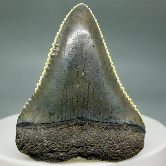 Front View Colorful, sharply serrated 1.51" Fossil Great White Tooth for Sale - South Carolina GW1341