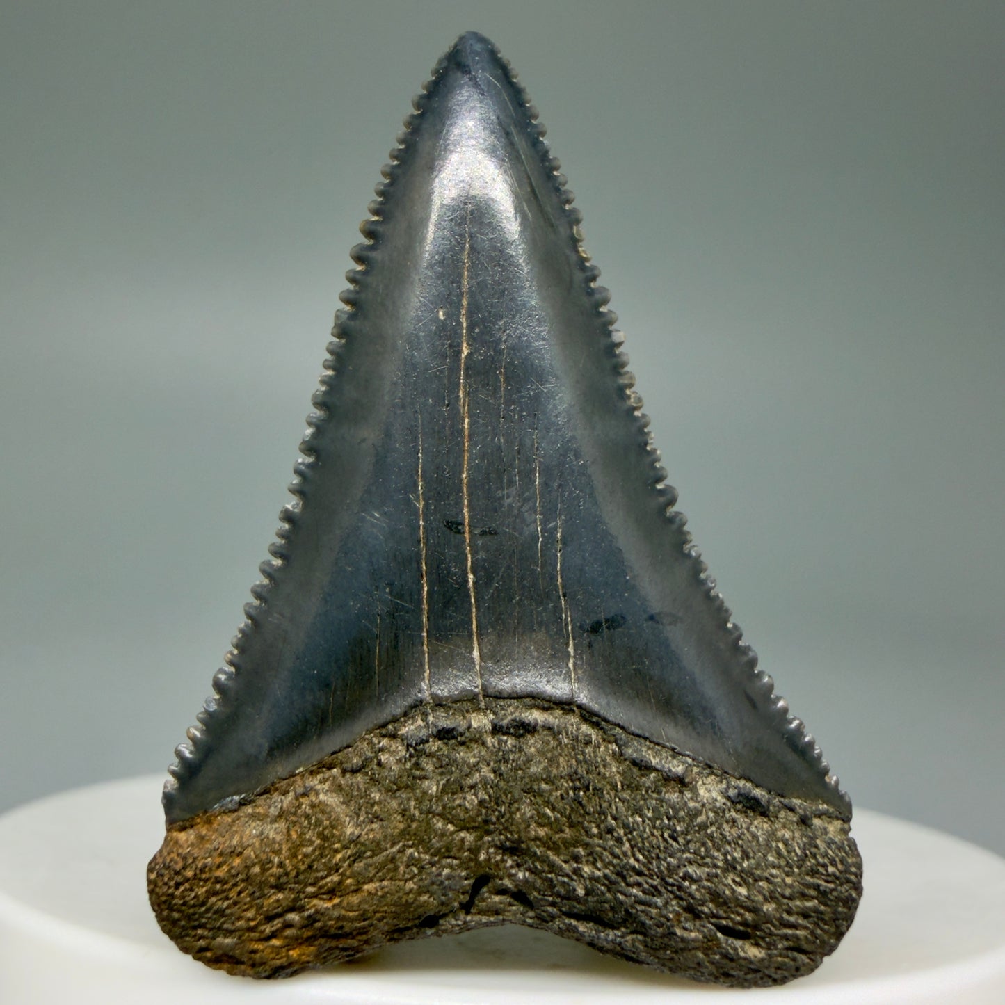 Front View Colorful, sharply serrated 1.64" Fossil Great White Tooth for Sale GW1297