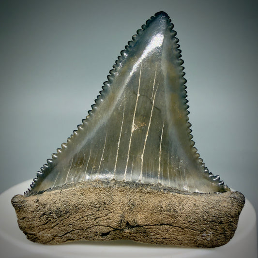 Front View Colorful, sharply serrated 1.84" Fossil Great White Tooth for Sale GW1314