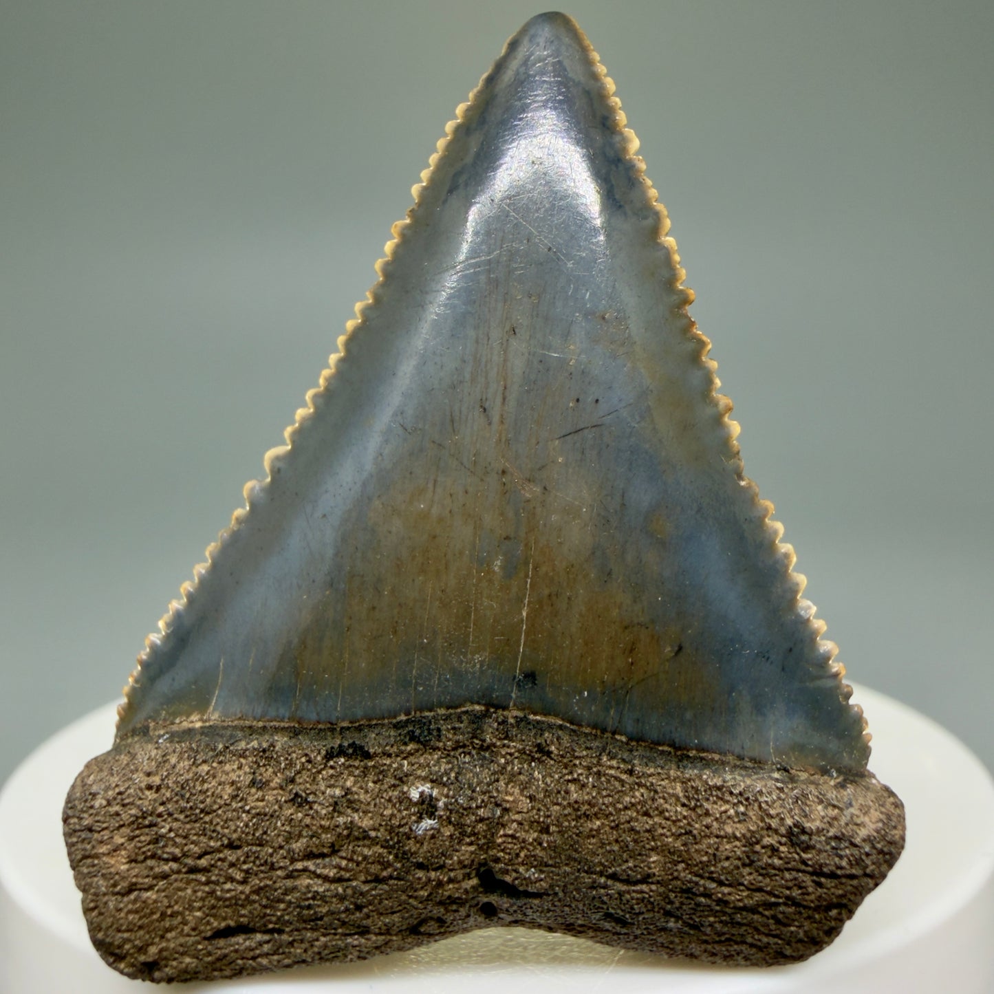 Front View Colorful, sharply serrated 1.85" Fossil Great White Tooth for Sale GW1299