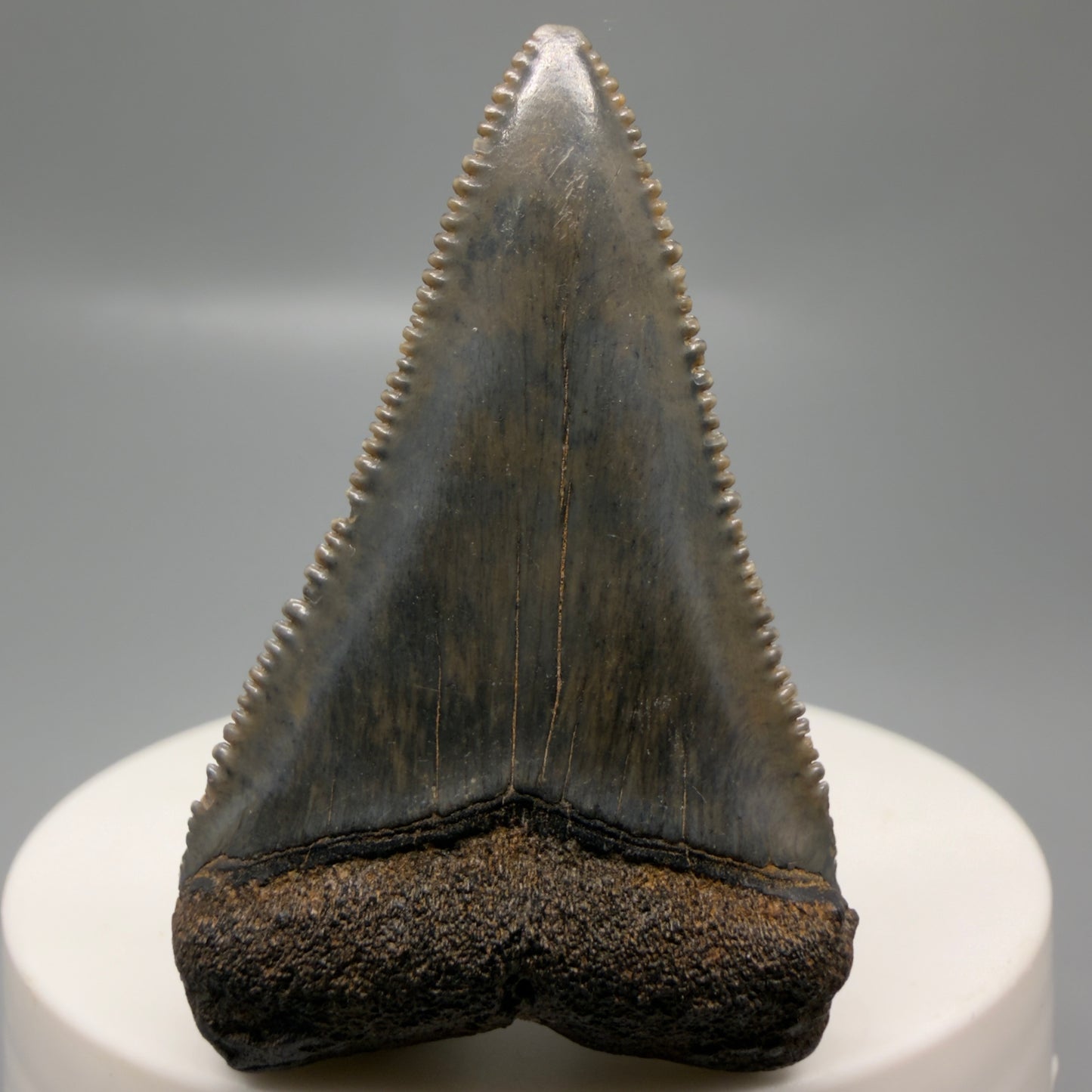 Front View Colorful, sharply serrated 1.92" Fossil Great White Tooth for Sale - South Carolina GW1327