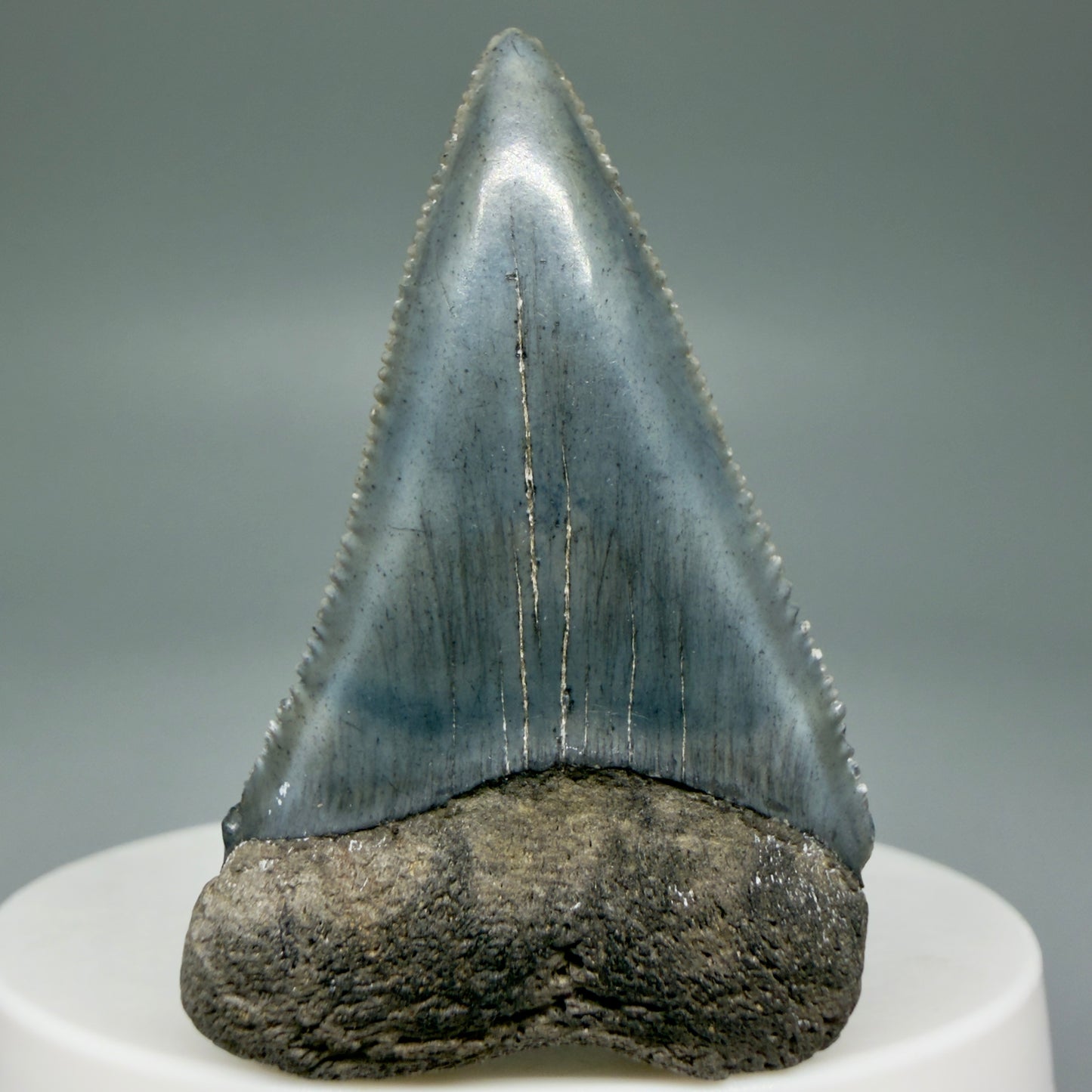 Front View Colorful, sharply serrated 1.93" Fossil Great White Tooth for Sale GW1298