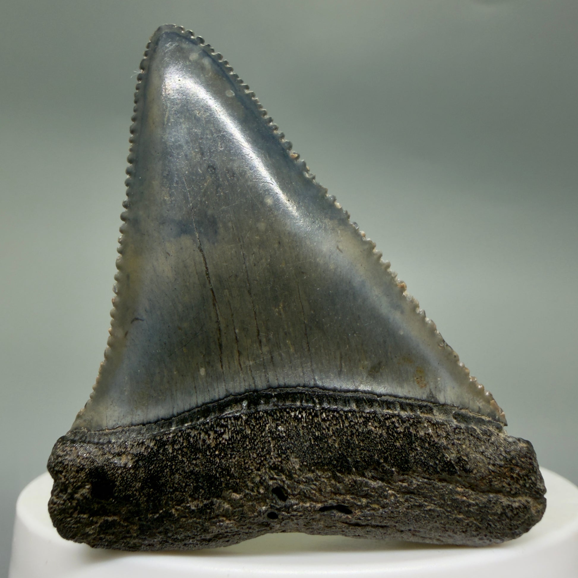 Front View Colorful, sharply serrated 2.17" Fossil Great White Tooth for Sale - South Carolina GW1346