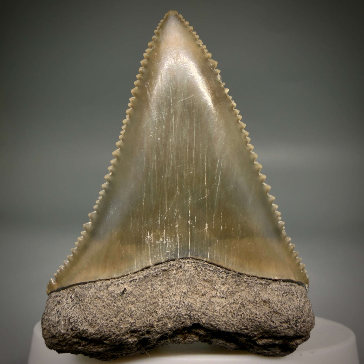 Front View Colorful, sharply serrated 2.17" Fossil Great White Tooth from Sarasota, Florida megalodonteeth.com GW1380