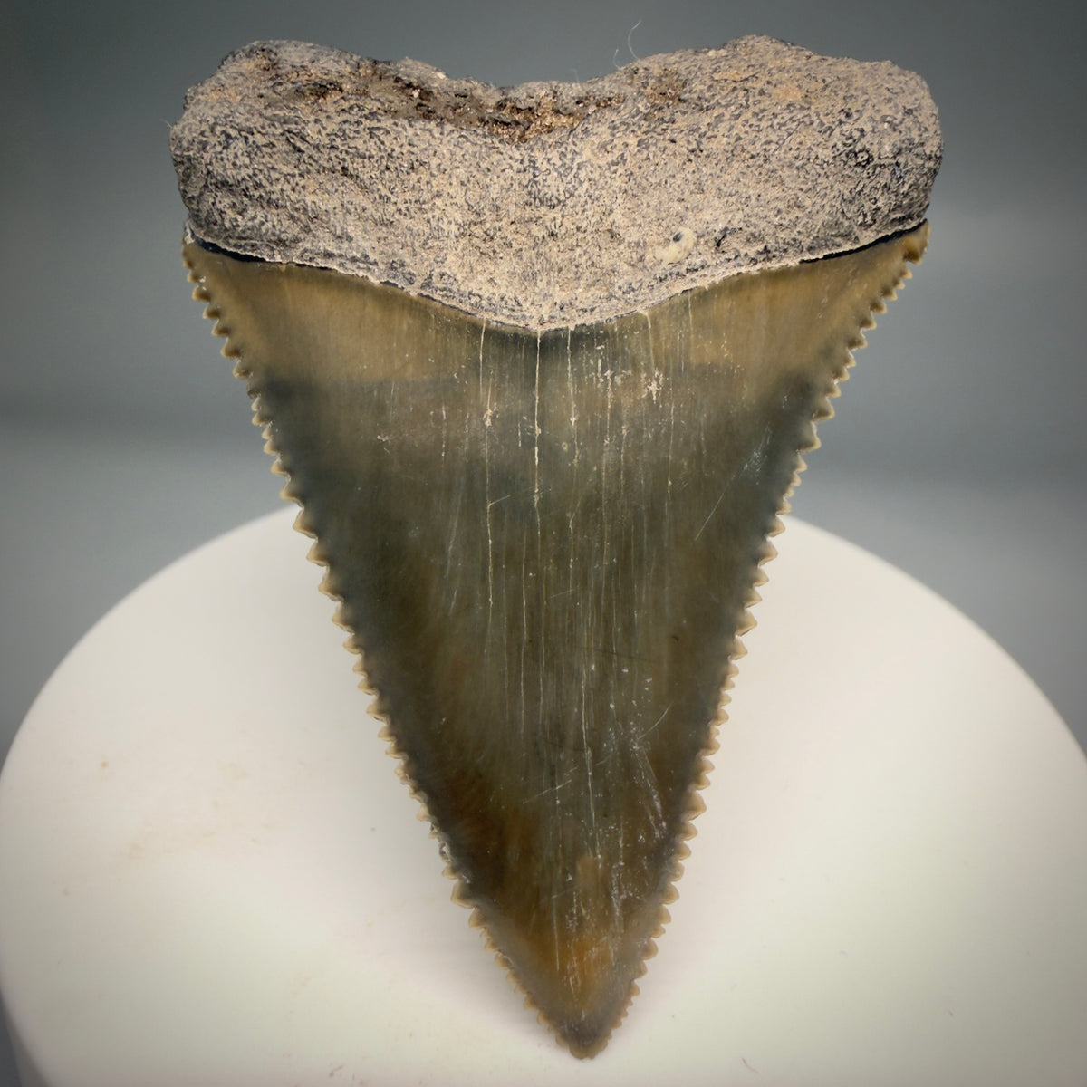 Front View Colorful, sharply serrated 2.17" Fossil Great White Tooth from Sarasota, Florida megalodonteeth.com GW1380 - 1