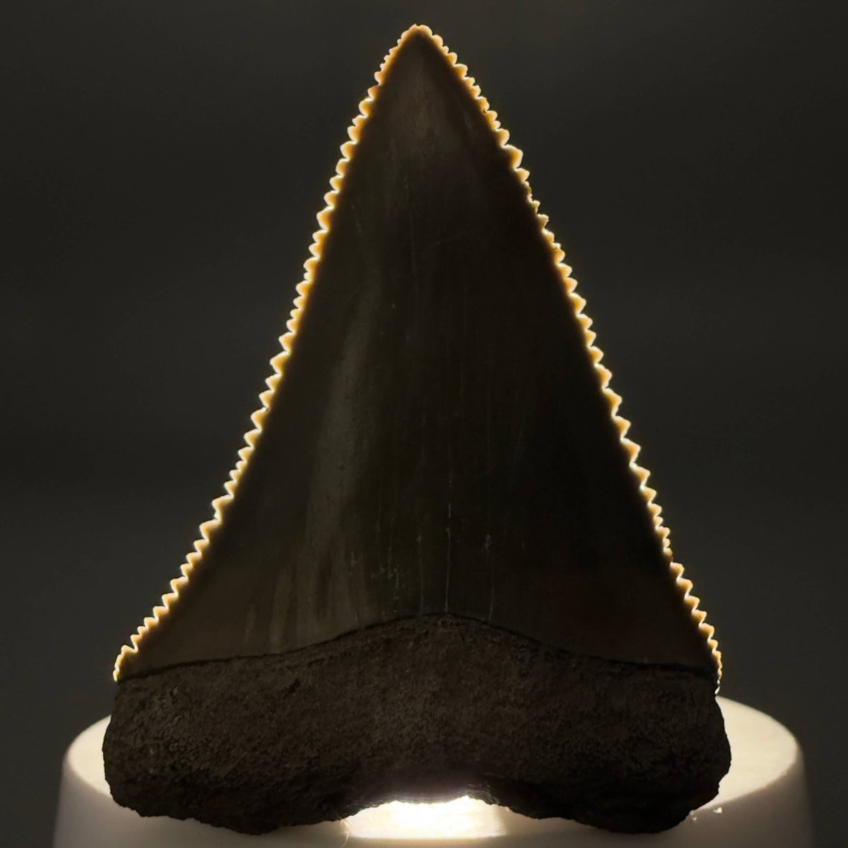 Front View Colorful, sharply serrated 2.17" Fossil Great White Tooth from Sarasota, Florida megalodonteeth.com GW1380 - 2