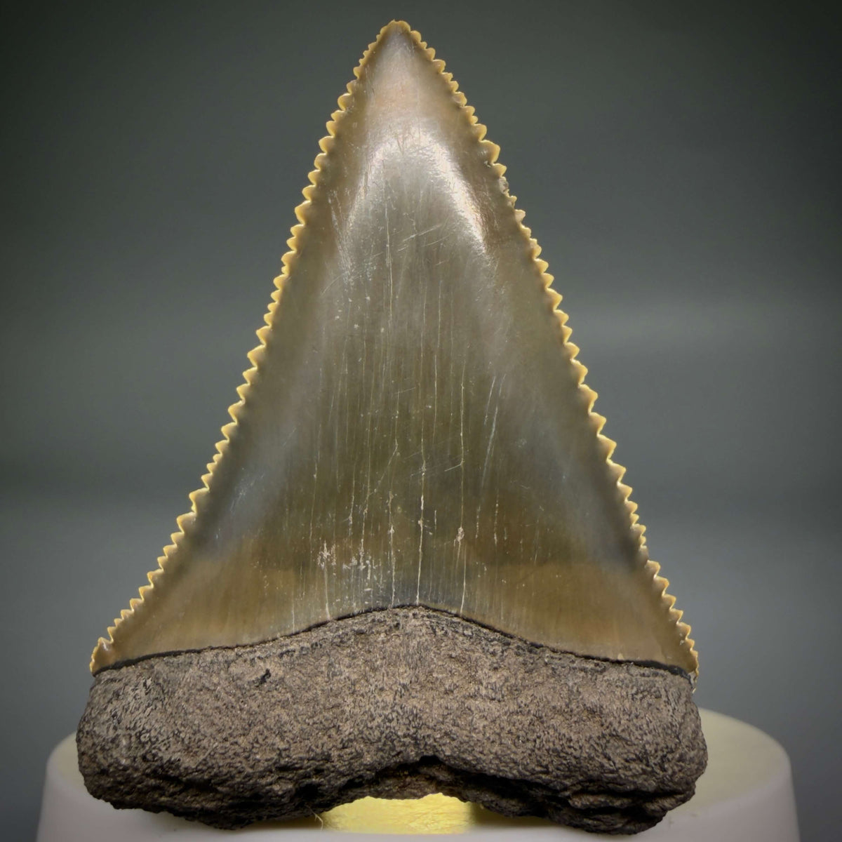Front View Colorful, sharply serrated 2.17" Fossil Great White Tooth from Sarasota, Florida megalodonteeth.com GW1380 - 3
