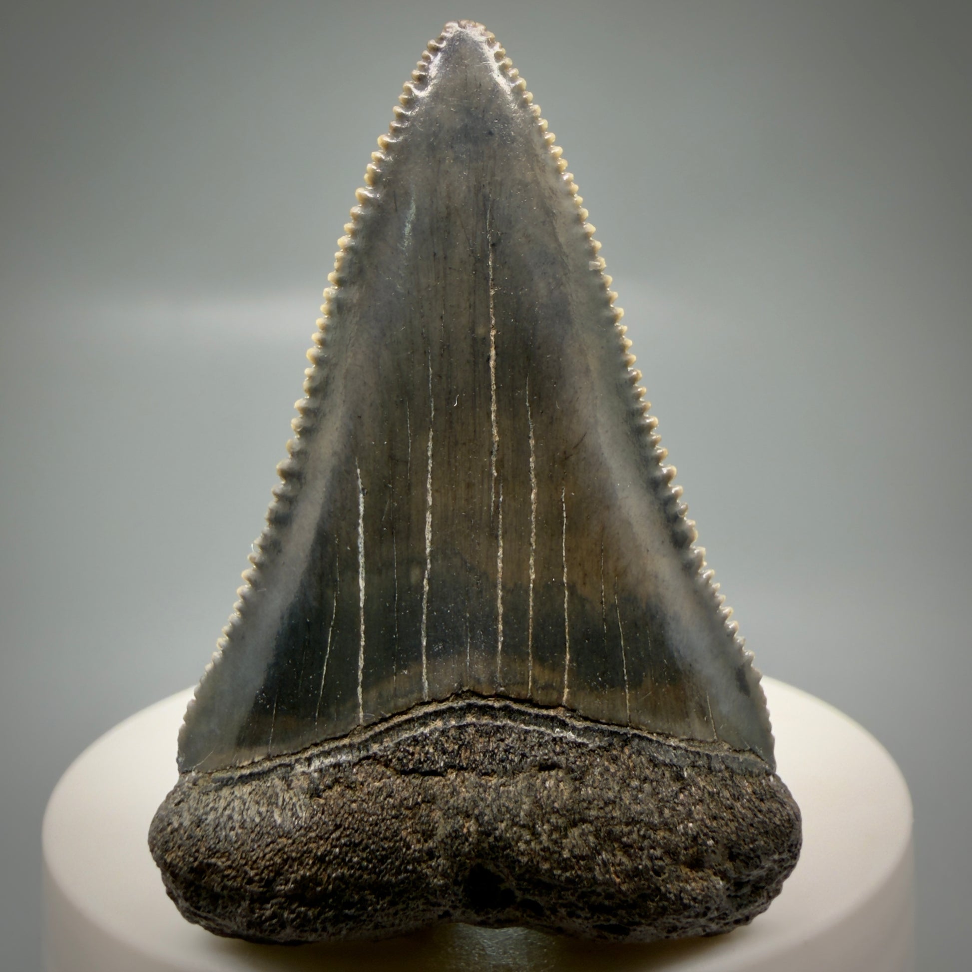 Front View Colorful, sharply serrated 2.31" Fossil Great White Tooth for Sale - South Carolina GW1330