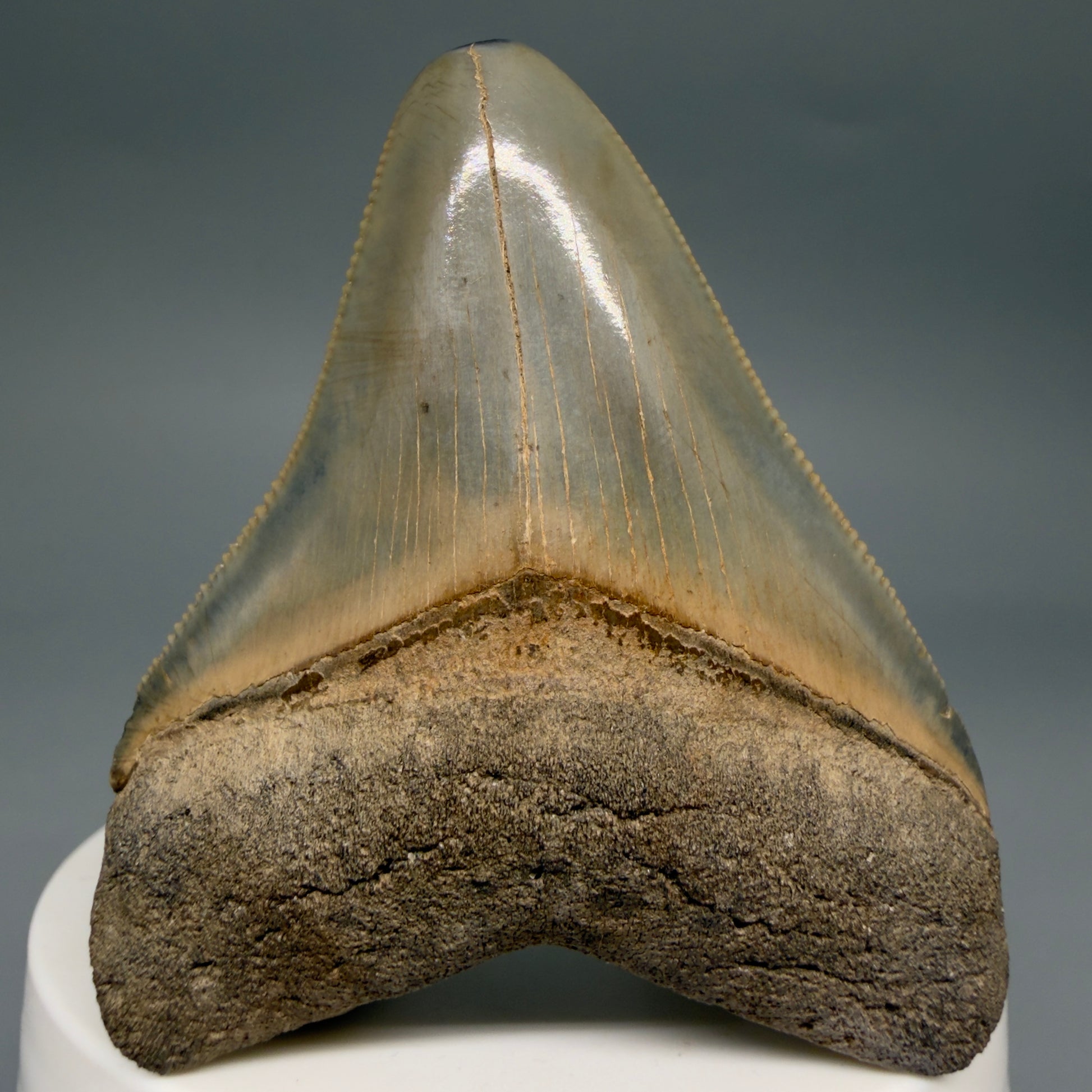 Front View Colorful, sharply serrated 2.44" Fossil Megalodon Tooth from Georgia, USA megalodonteeth.com CM6523