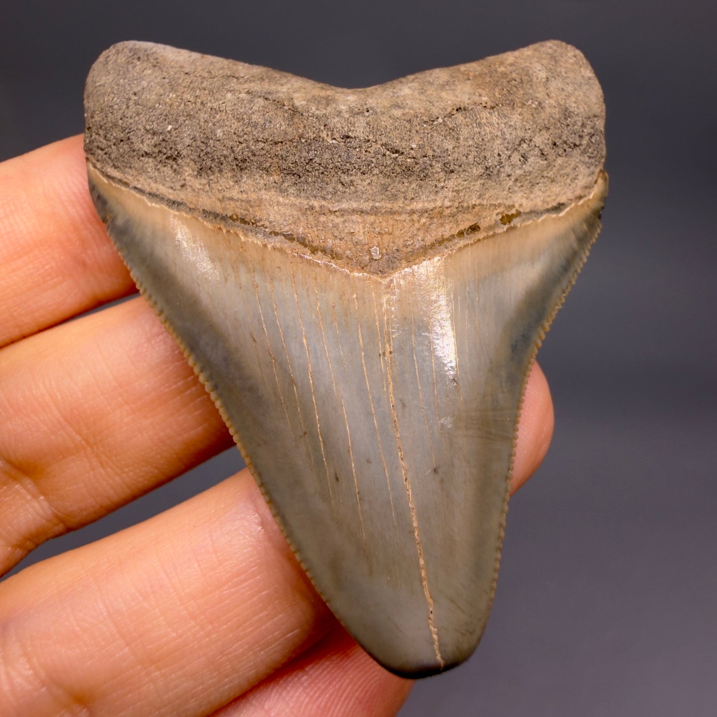 Front View Colorful, sharply serrated 2.44" Fossil Megalodon Tooth from Georgia, USA megalodonteeth.com CM6523 - 1