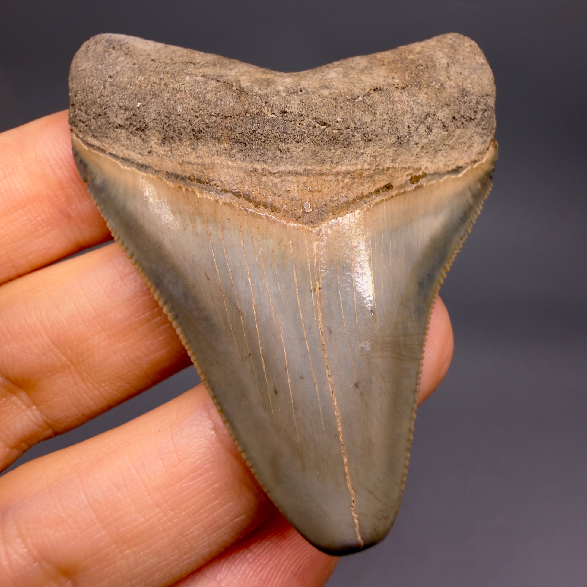 Front View Colorful, sharply serrated 2.44" Fossil Megalodon Tooth from Georgia, USA megalodonteeth.com CM6523 - 1