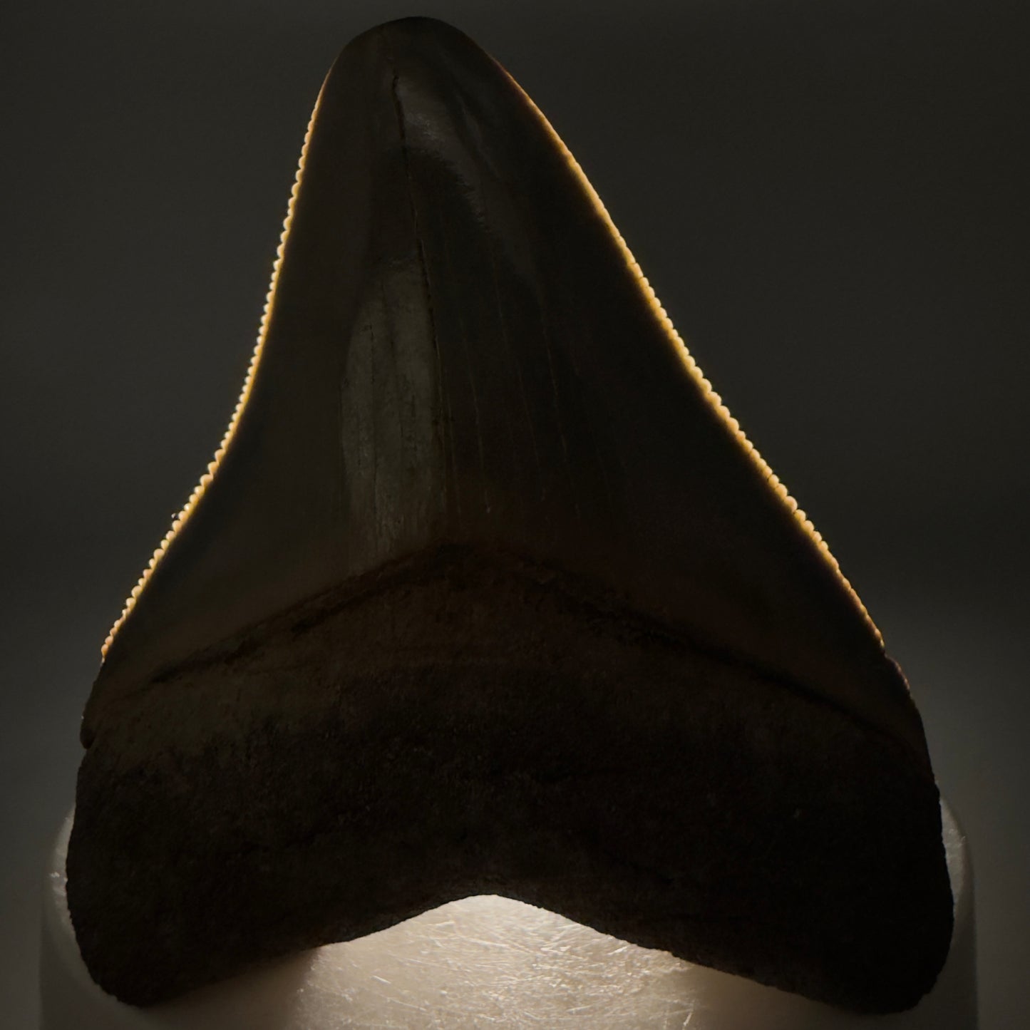 Front View Colorful, sharply serrated 2.44" Fossil Megalodon Tooth from Georgia, USA megalodonteeth.com CM6523 - 2