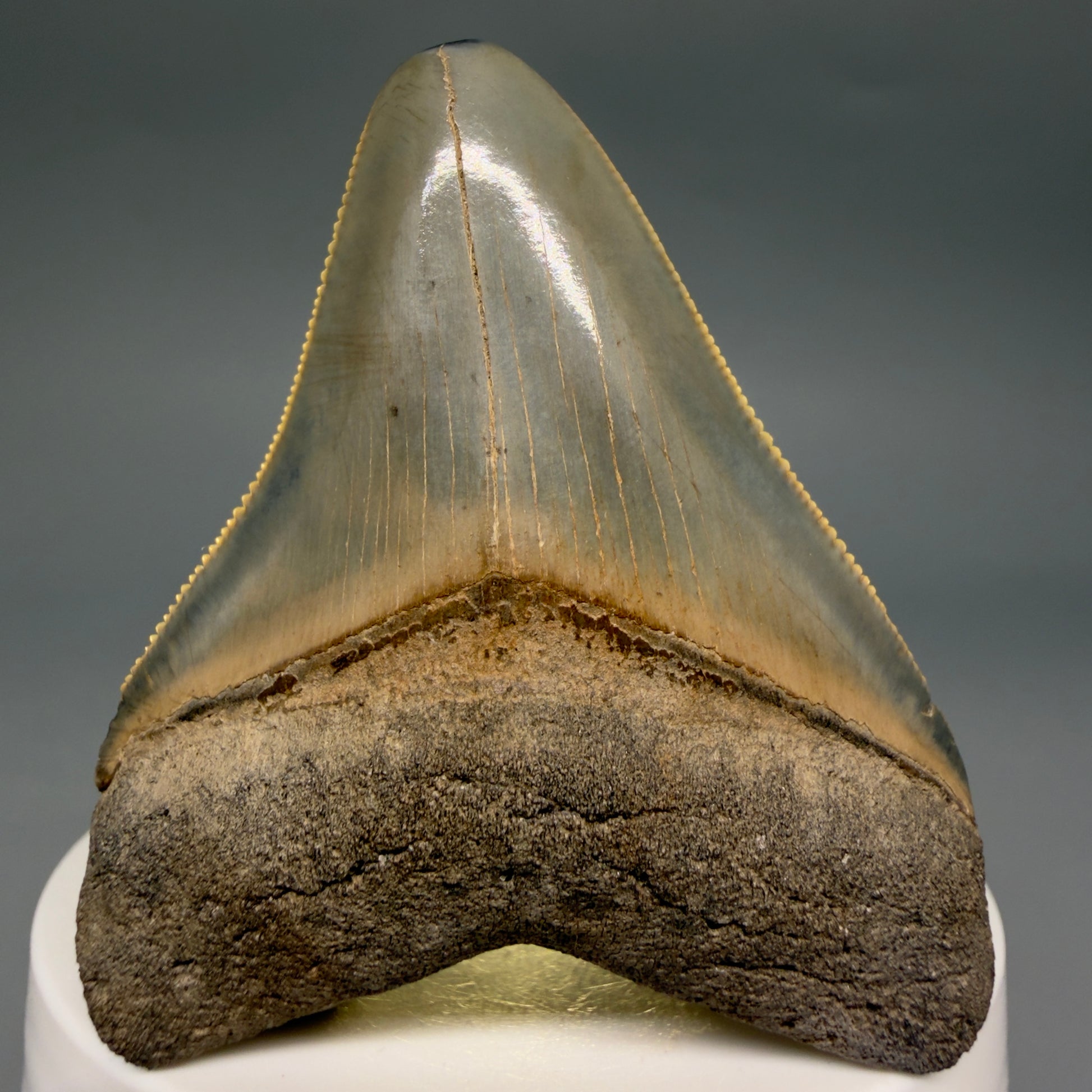 Front View Colorful, sharply serrated 2.44" Fossil Megalodon Tooth from Georgia, USA megalodonteeth.com CM6523 - 3