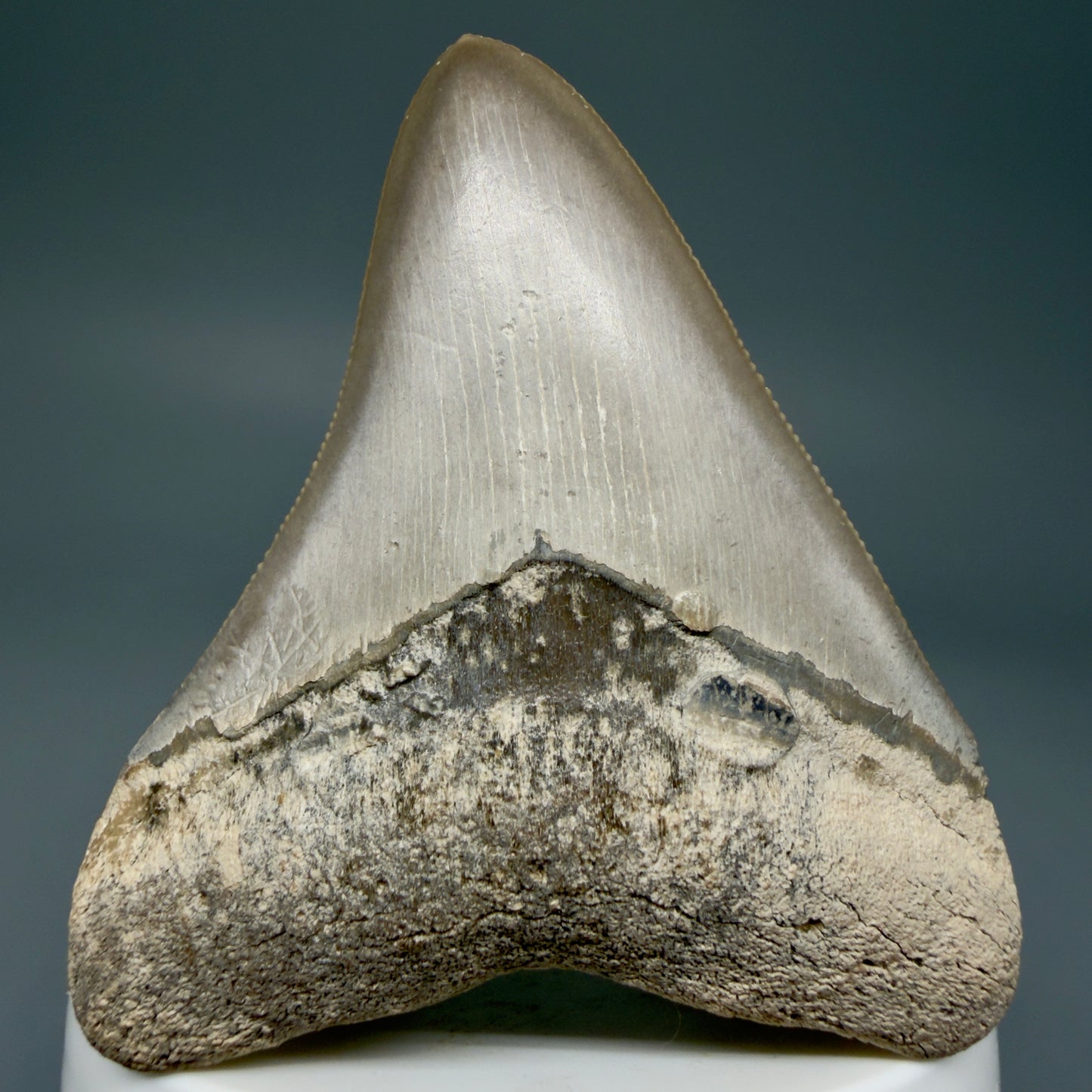 Front View Colorful, sharply serrated 2.68" Fossil Megalodon Shark Tooth - Bone Valley, Florida CM6014