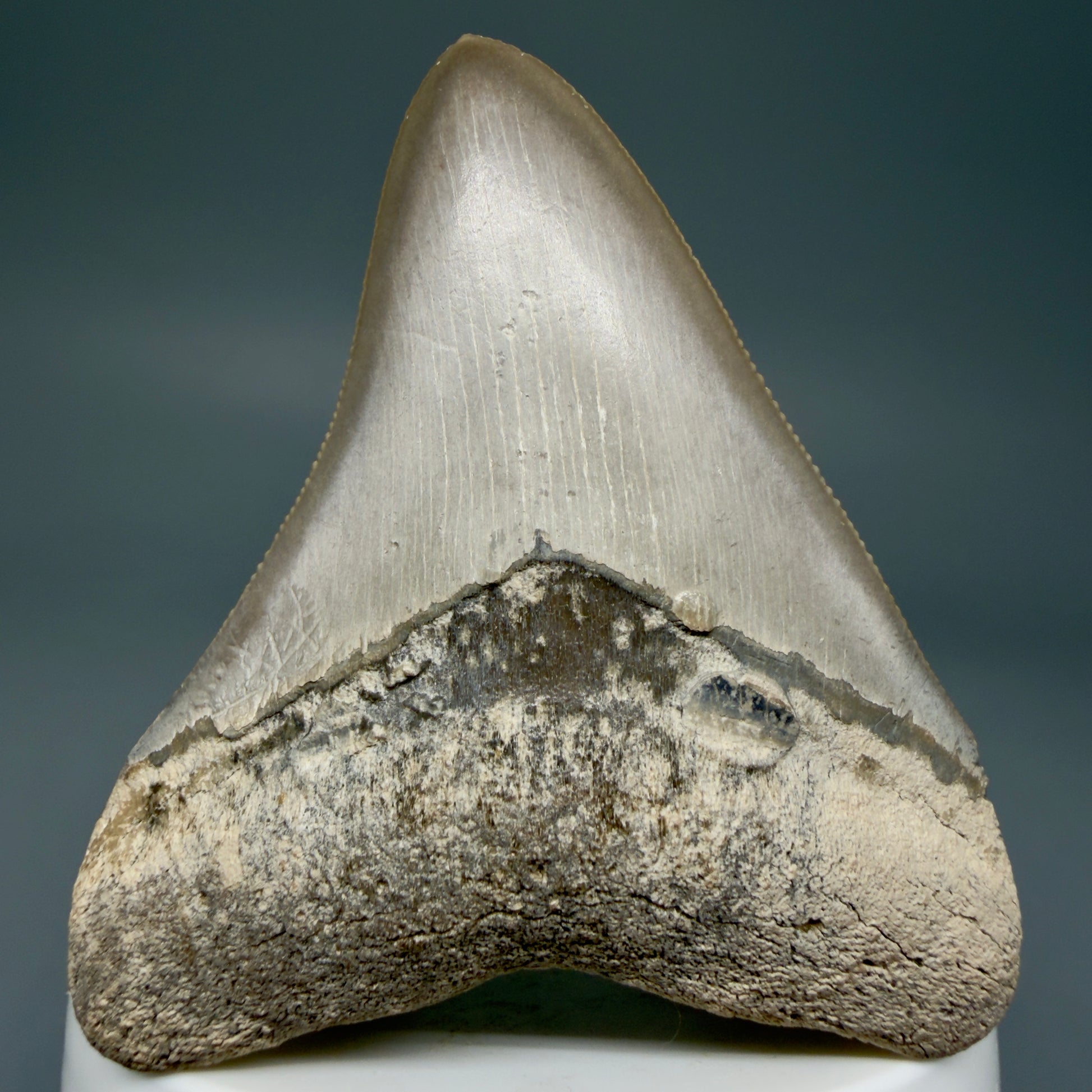 Front View Colorful, sharply serrated 2.68" Fossil Megalodon Shark Tooth - Bone Valley, Florida CM6014