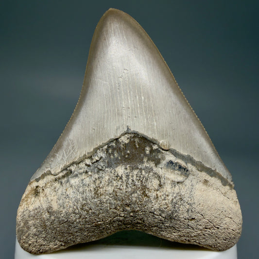 Front View Colorful, sharply serrated 2.68" Fossil Megalodon Shark Tooth - Bone Valley, Florida CM6014