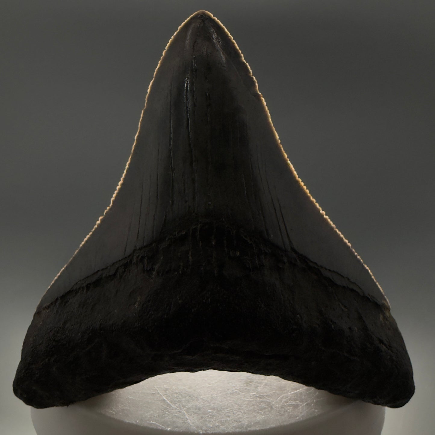 Front View Colorful, sharply serrated 2.73" Fossil Megalodon Tooth – South Carolina River | Megalodon Tooth CM6488 - 1