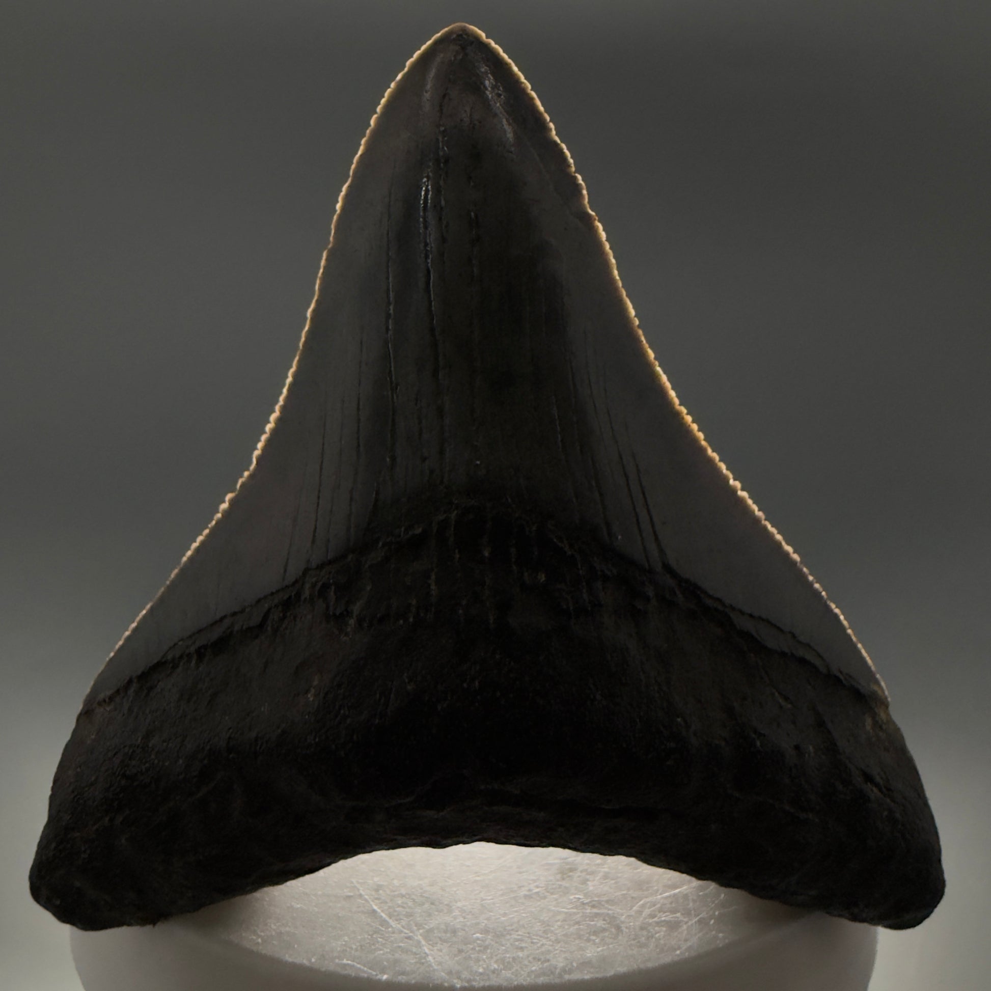 Front View Colorful, sharply serrated 2.73" Fossil Megalodon Tooth – South Carolina River | Megalodon Tooth CM6488 - 1