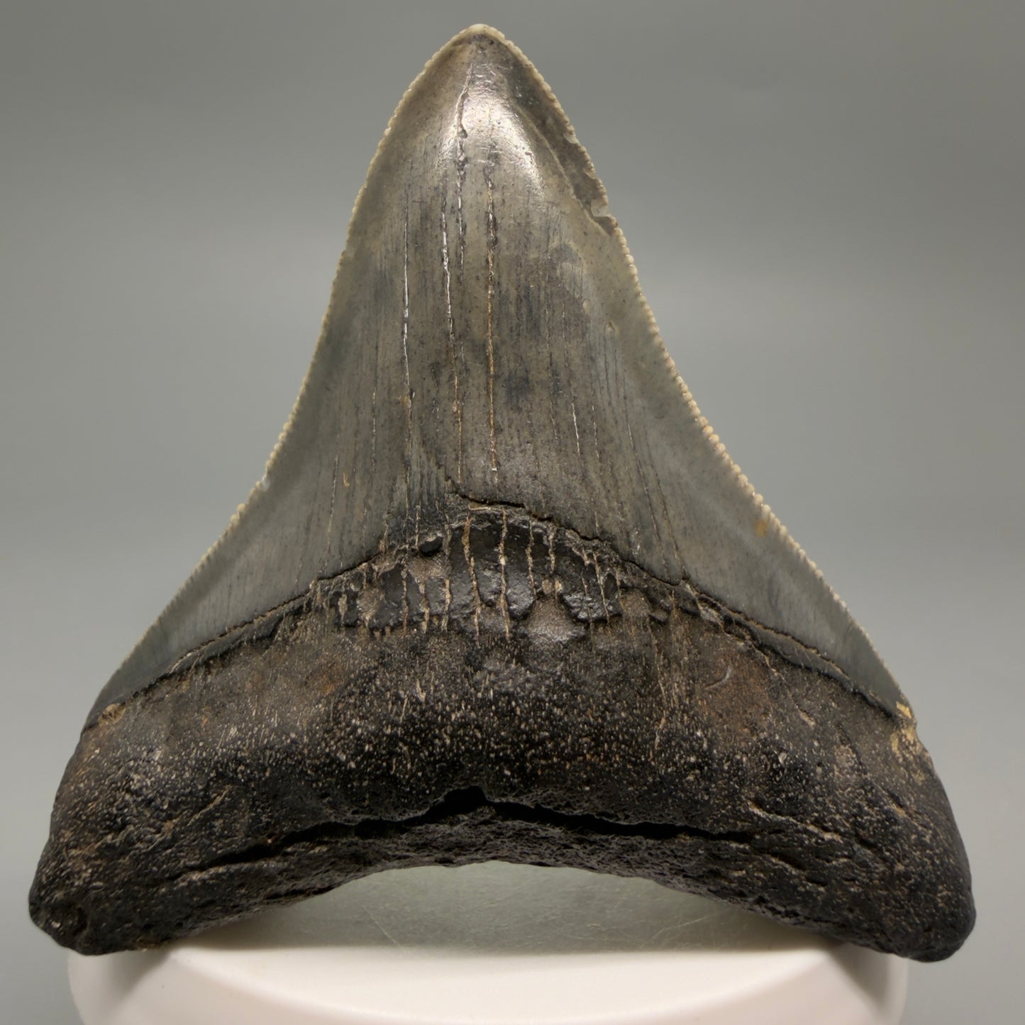 Front View Colorful, sharply serrated 2.73" Fossil Megalodon Tooth – South Carolina River | Megalodon Tooth CM6488 - 2