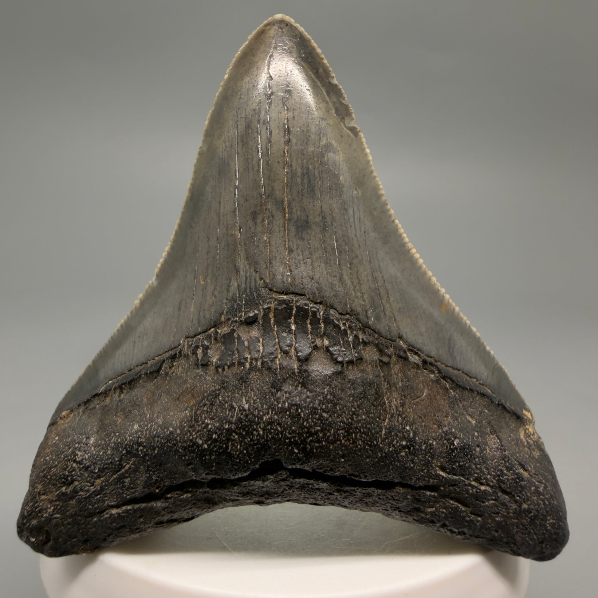 Front View Colorful, sharply serrated 2.73" Fossil Megalodon Tooth – South Carolina River | Megalodon Tooth CM6488 - 2