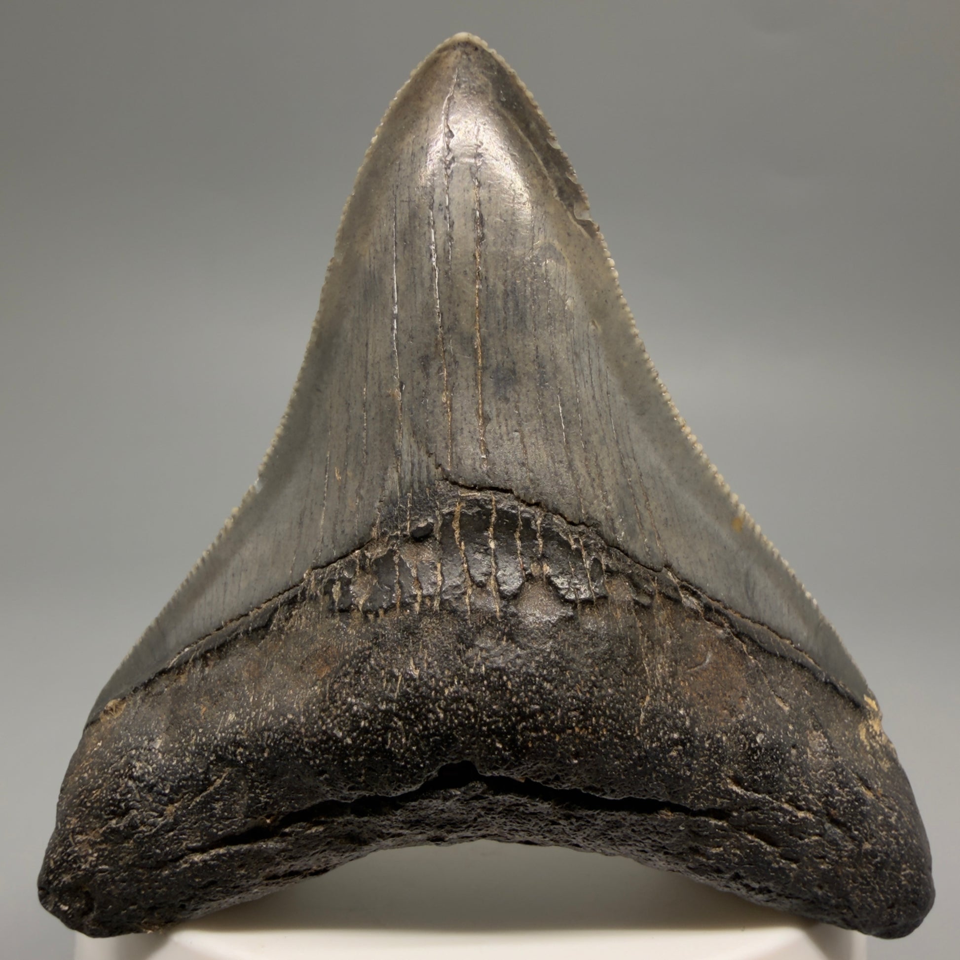 Front View Colorful, sharply serrated 2.73" Fossil Megalodon Tooth – South Carolina River | Megalodon Tooth CM6488
