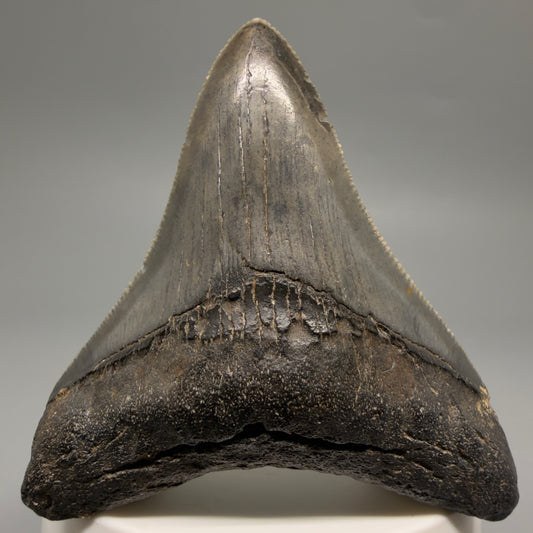 Front View Colorful, sharply serrated 2.73" Fossil Megalodon Tooth – South Carolina River | Megalodon Tooth CM6488
