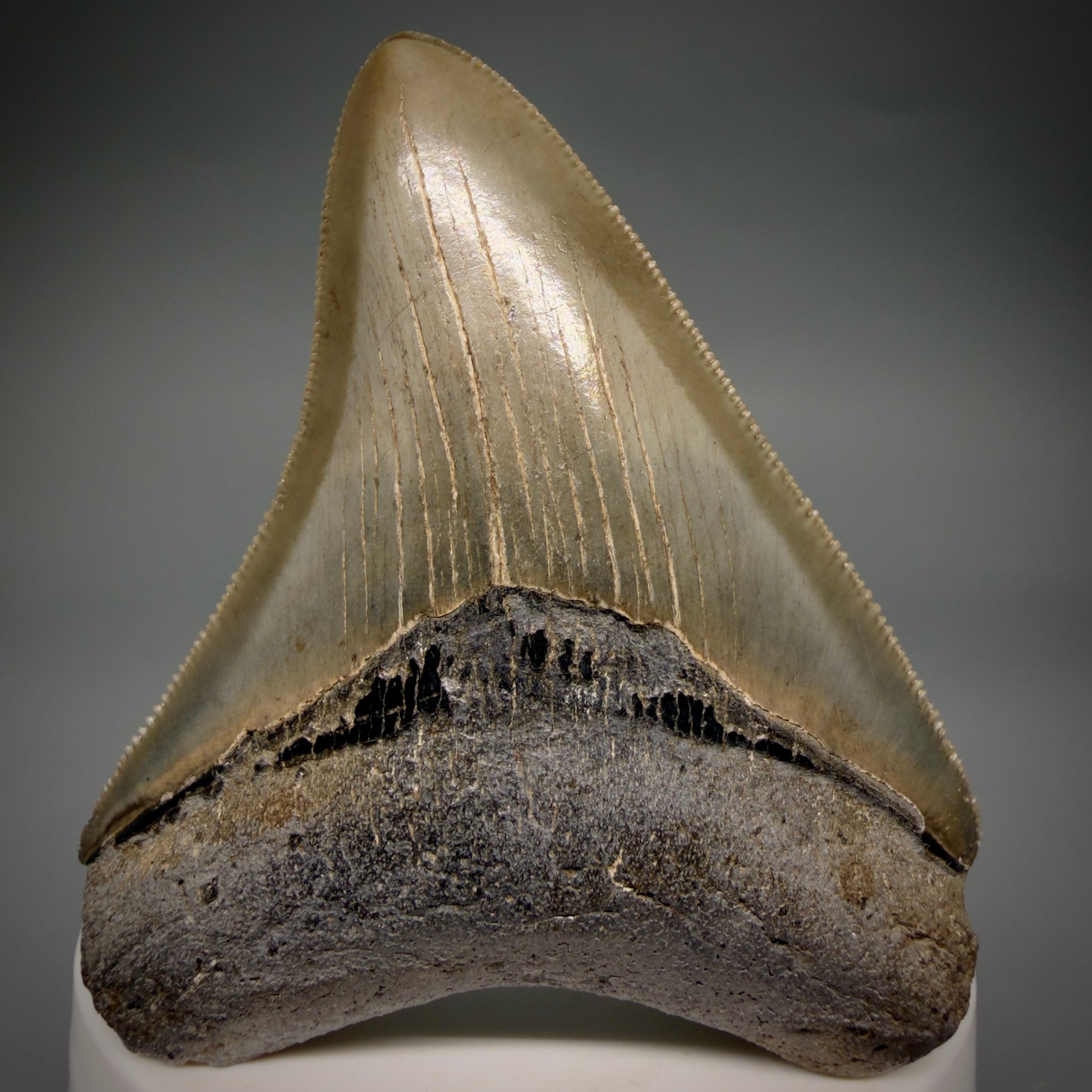 Front View Colorful, sharply serrated 2.82" Fossil Megalodon Tooth from Georgia, USA megalodonteeth.com CM6524