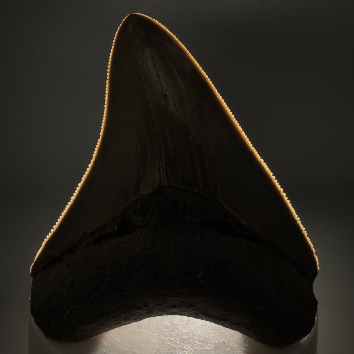 Front View Colorful, sharply serrated 2.82" Fossil Megalodon Tooth from Georgia, USA megalodonteeth.com CM6524 - 1