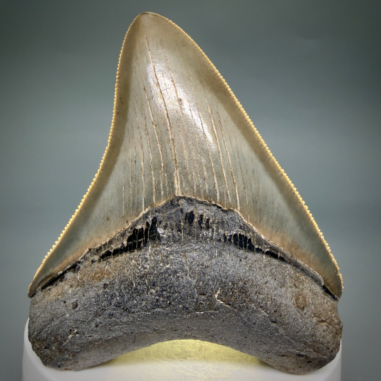 Front View Colorful, sharply serrated 2.82" Fossil Megalodon Tooth from Georgia, USA megalodonteeth.com CM6524 - 2