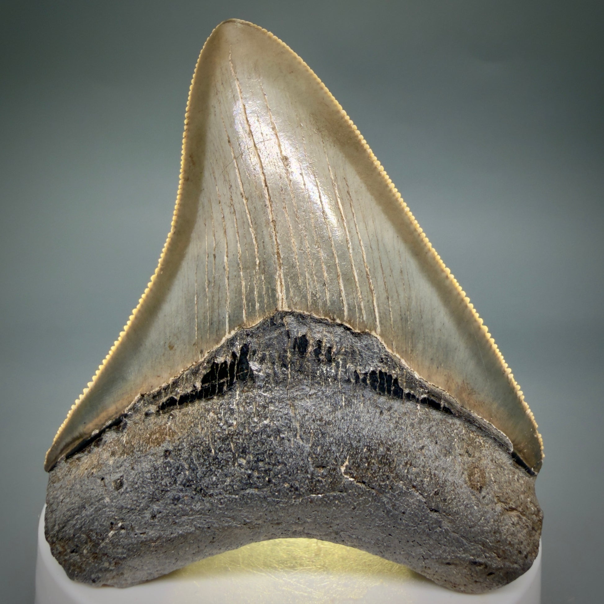Front View Colorful, sharply serrated 2.82" Fossil Megalodon Tooth from Georgia, USA megalodonteeth.com CM6524 - 2