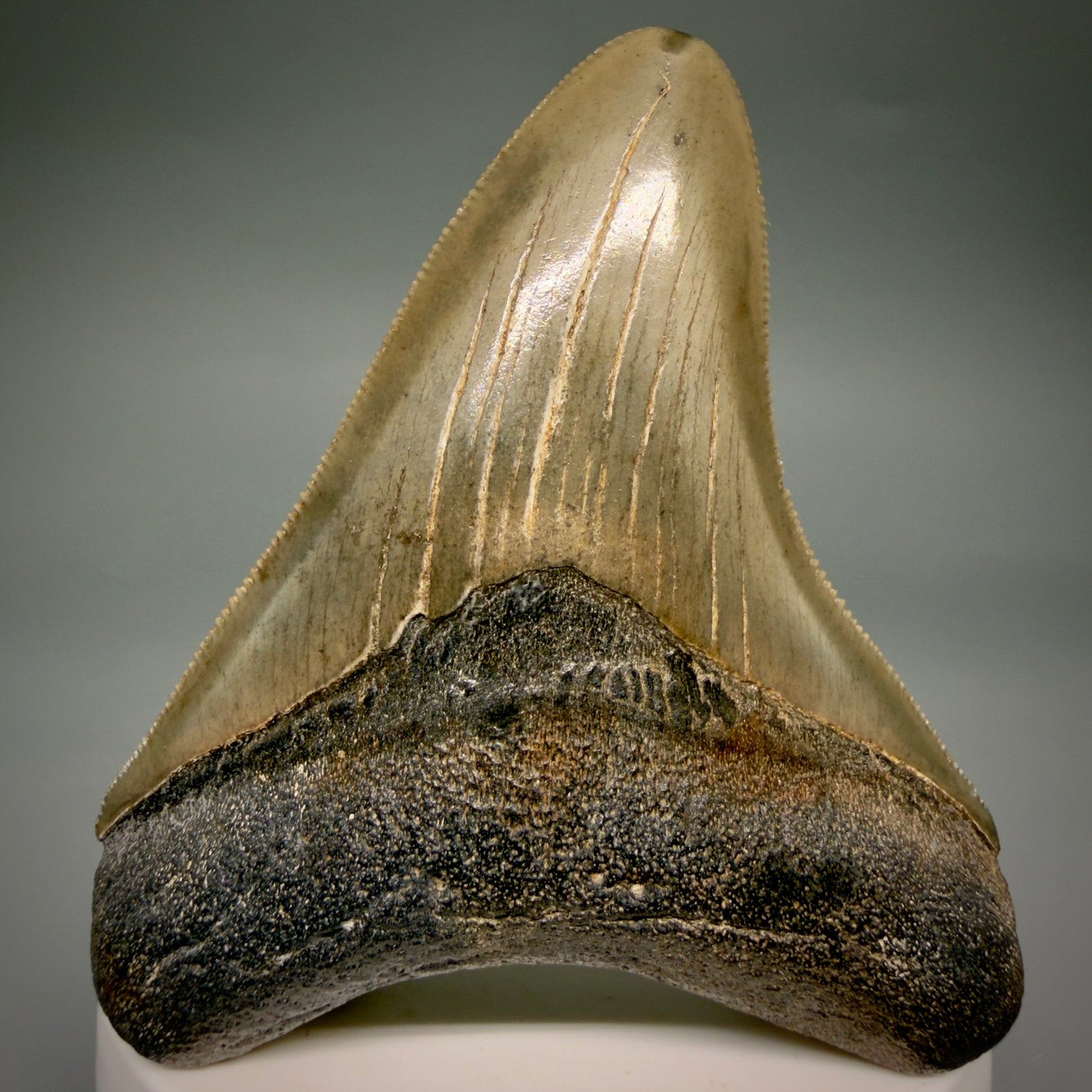 Front View Colorful, sharply serrated 2.95" Fossil Megalodon Tooth from Georgia, USA megalodonteeth.com CM6525