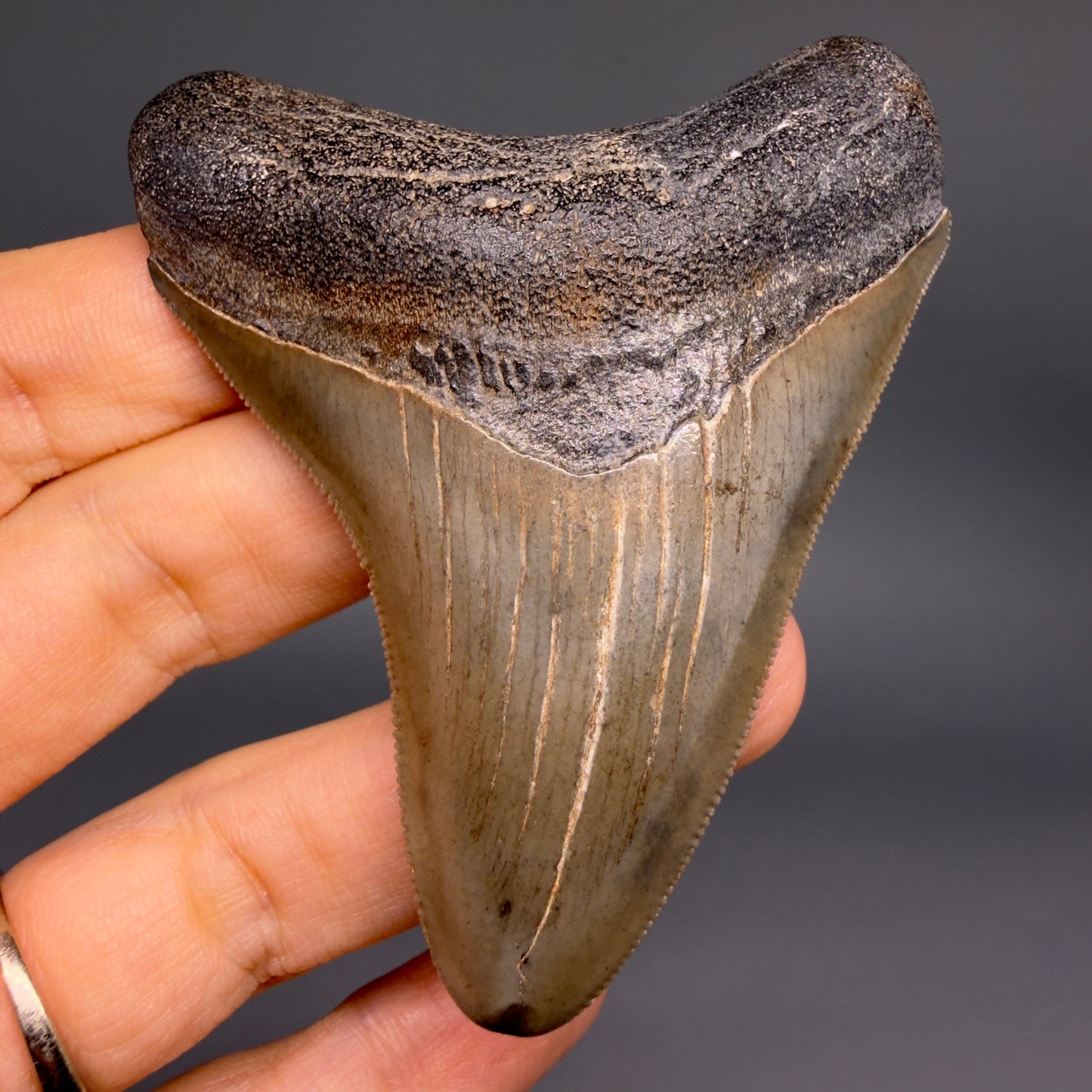 Front View Colorful, sharply serrated 2.95" Fossil Megalodon Tooth from Georgia, USA megalodonteeth.com CM6525 - 1