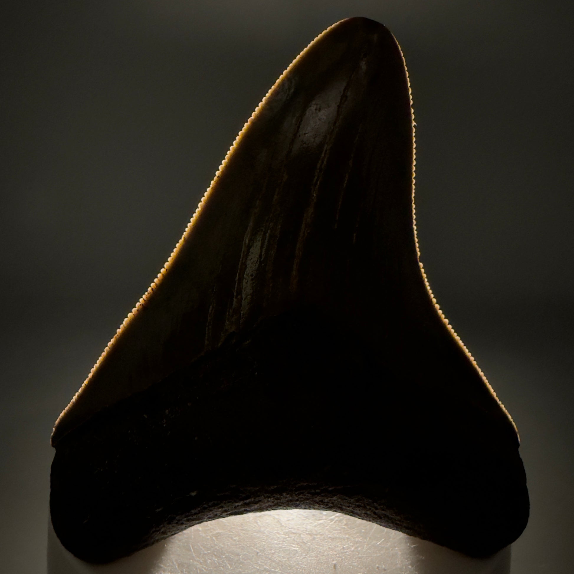 Front View Colorful, sharply serrated 2.95" Fossil Megalodon Tooth from Georgia, USA megalodonteeth.com CM6525 - 2