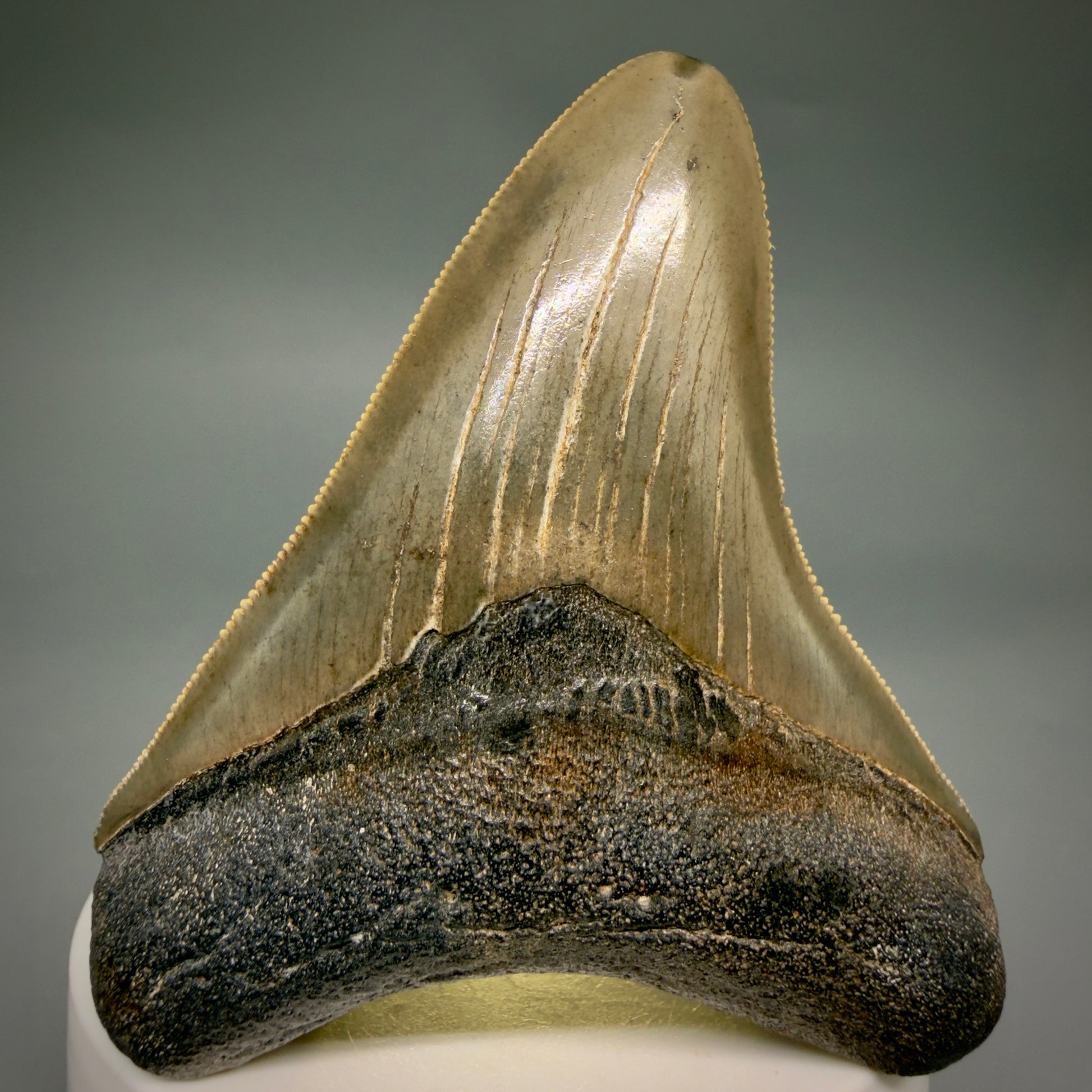 Front View Colorful, sharply serrated 2.95" Fossil Megalodon Tooth from Georgia, USA megalodonteeth.com CM6525 - 3