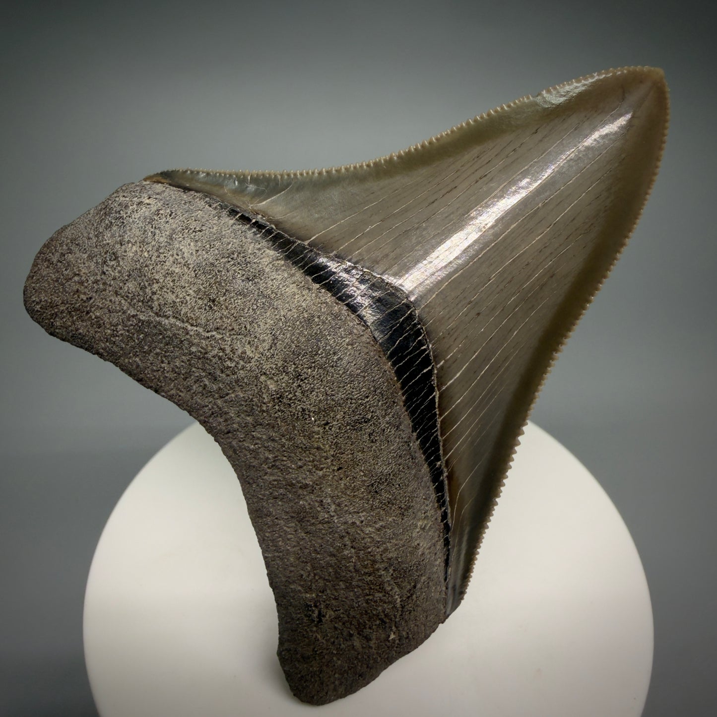 Front View Colorful, sharply serrated 2.98" Fossil Megalodon Shark Tooth - Georgia CM6265