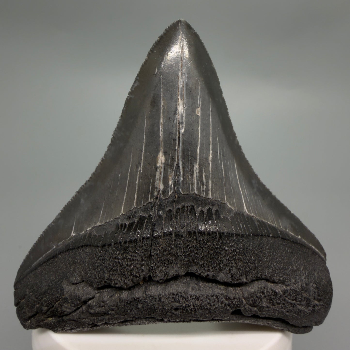 Front View Colorful, sharply serrated 3.07" Fossil Megalodon Tooth from South Carolina CM6247