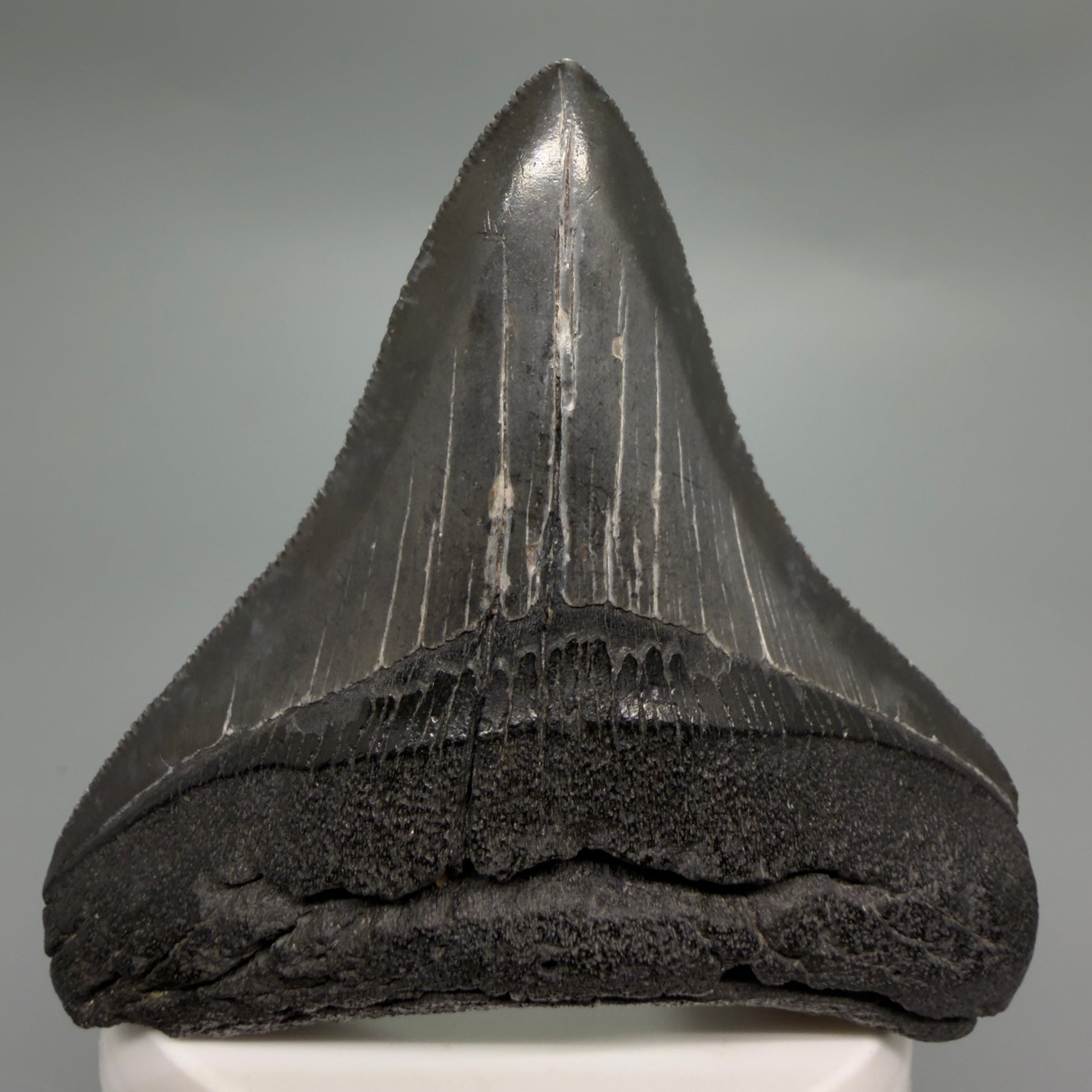 Front View Colorful, sharply serrated 3.07" Fossil Megalodon Tooth from South Carolina CM6247