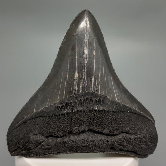 Front View Colorful, sharply serrated 3.07" Fossil Megalodon Tooth from South Carolina CM6247