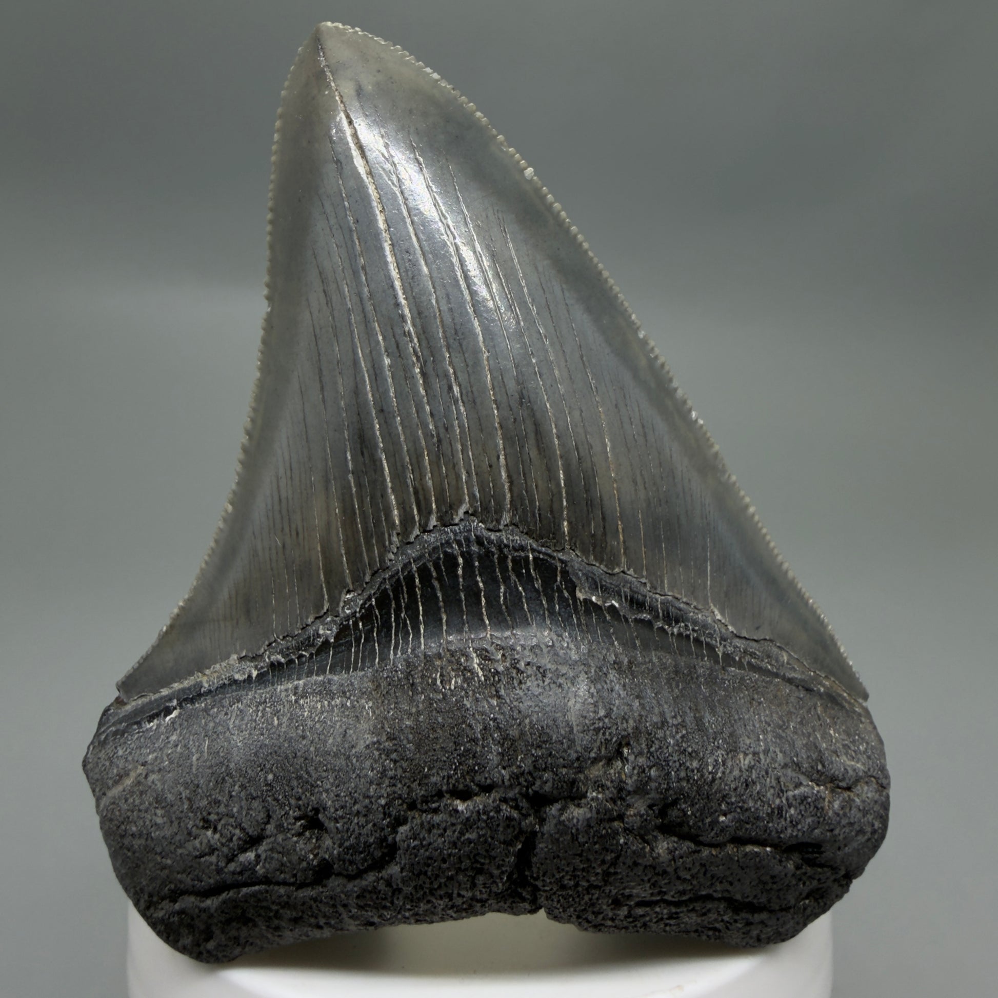 Front View Colorful, sharply serrated 3.25" Fossil Megalodon Tooth from South Carolina C6325