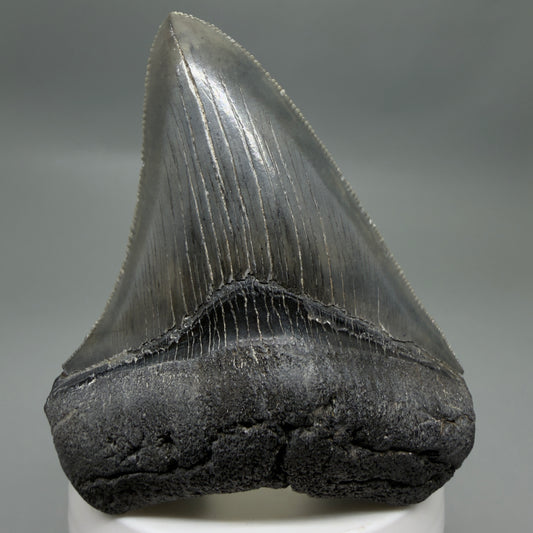 Front View Colorful, sharply serrated 3.25" Fossil Megalodon Tooth from South Carolina C6325