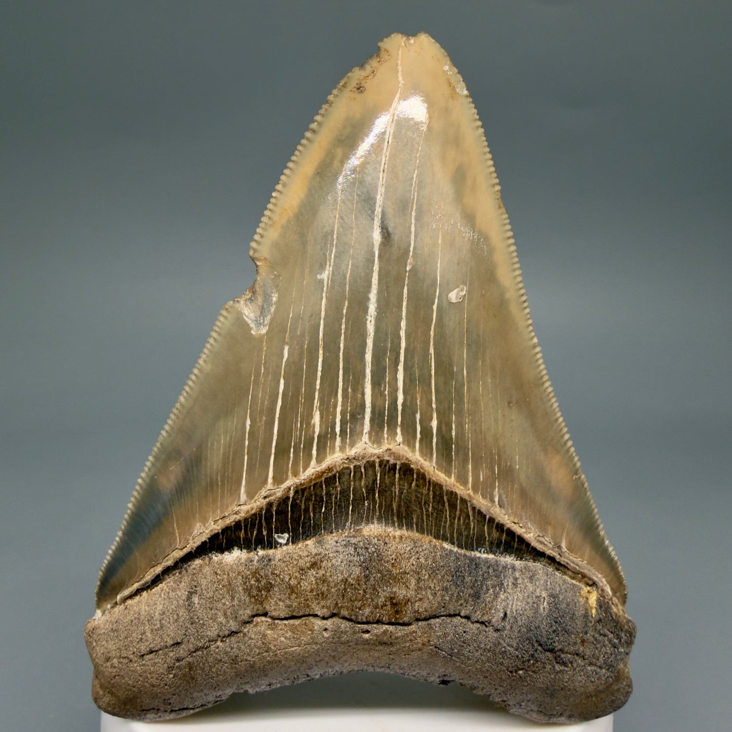 Front View Colorful, sharply serrated 3.28" Fossil Megalodon Tooth from Georgia, USA megalodonteeth.com CM6526