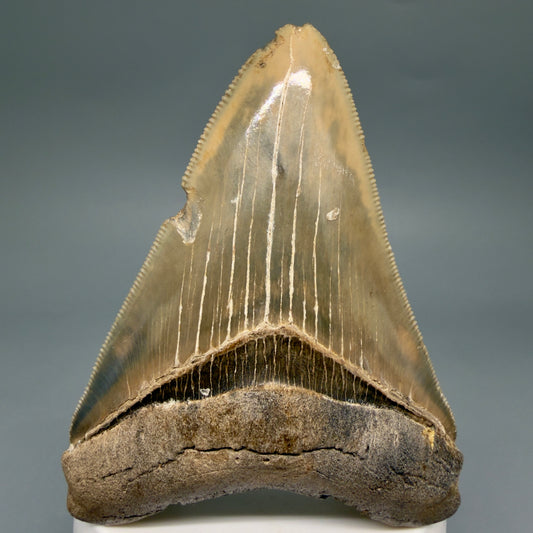 Front View Colorful, sharply serrated 3.28" Fossil Megalodon Tooth from Georgia, USA megalodonteeth.com CM6526
