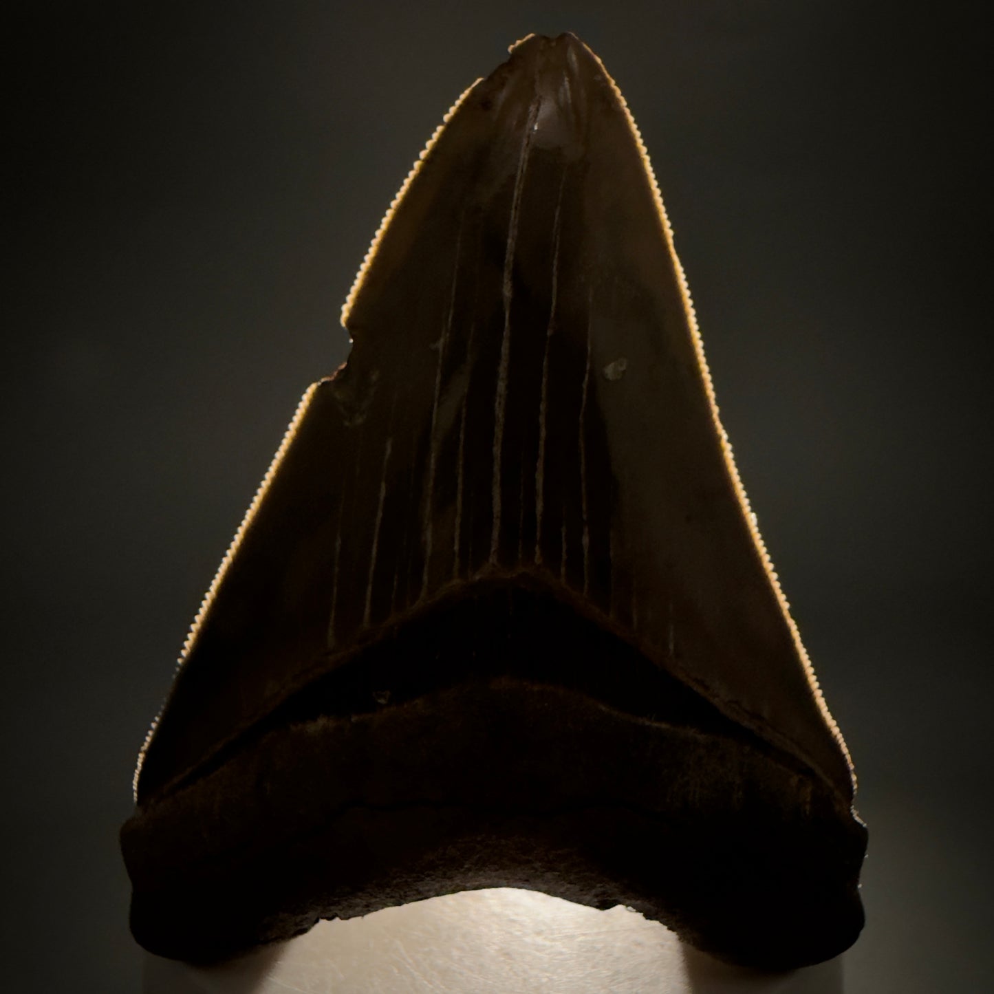 Front View Colorful, sharply serrated 3.28" Fossil Megalodon Tooth from Georgia, USA megalodonteeth.com CM6526 - 1