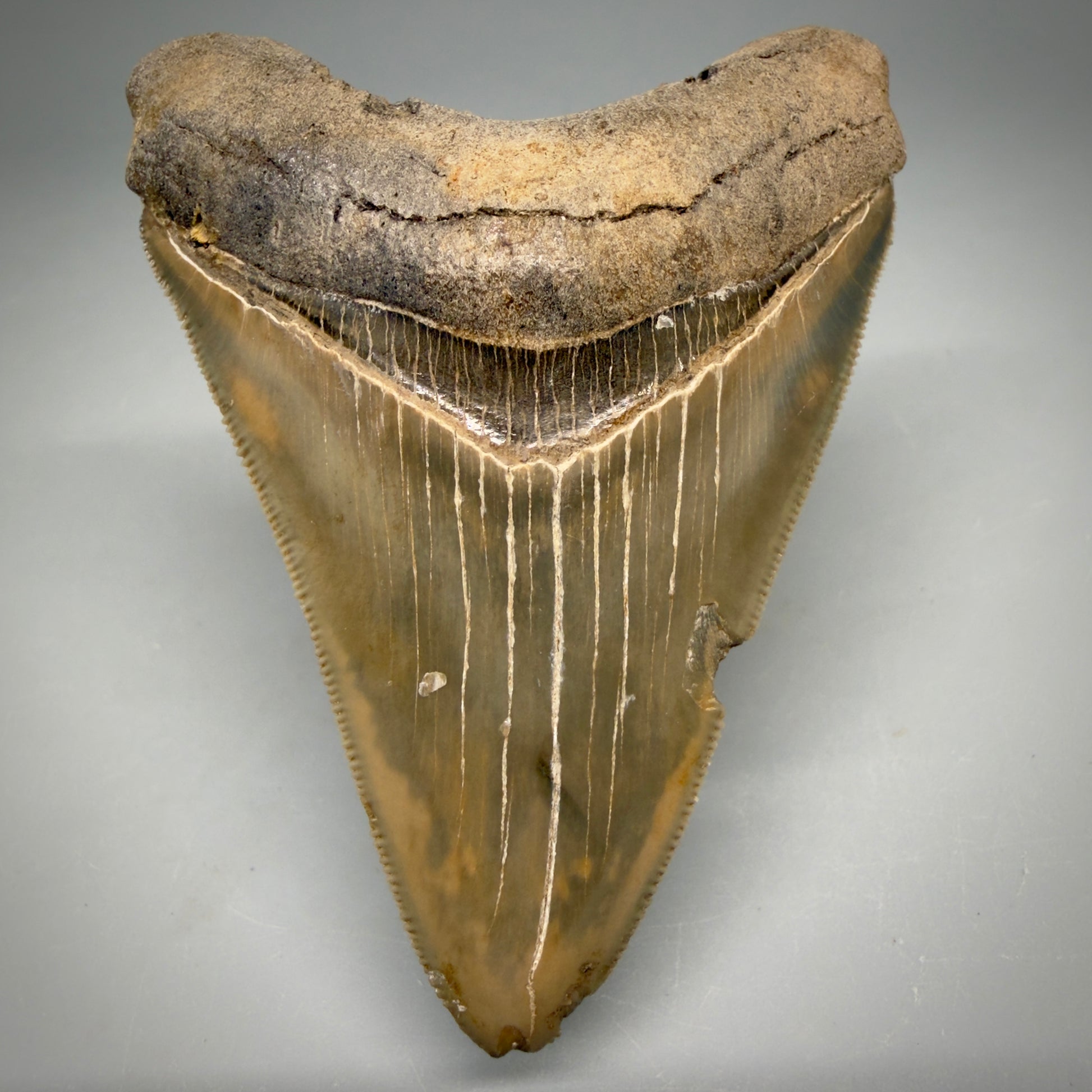 Front View Colorful, sharply serrated 3.28" Fossil Megalodon Tooth from Georgia, USA megalodonteeth.com CM6526 - 2